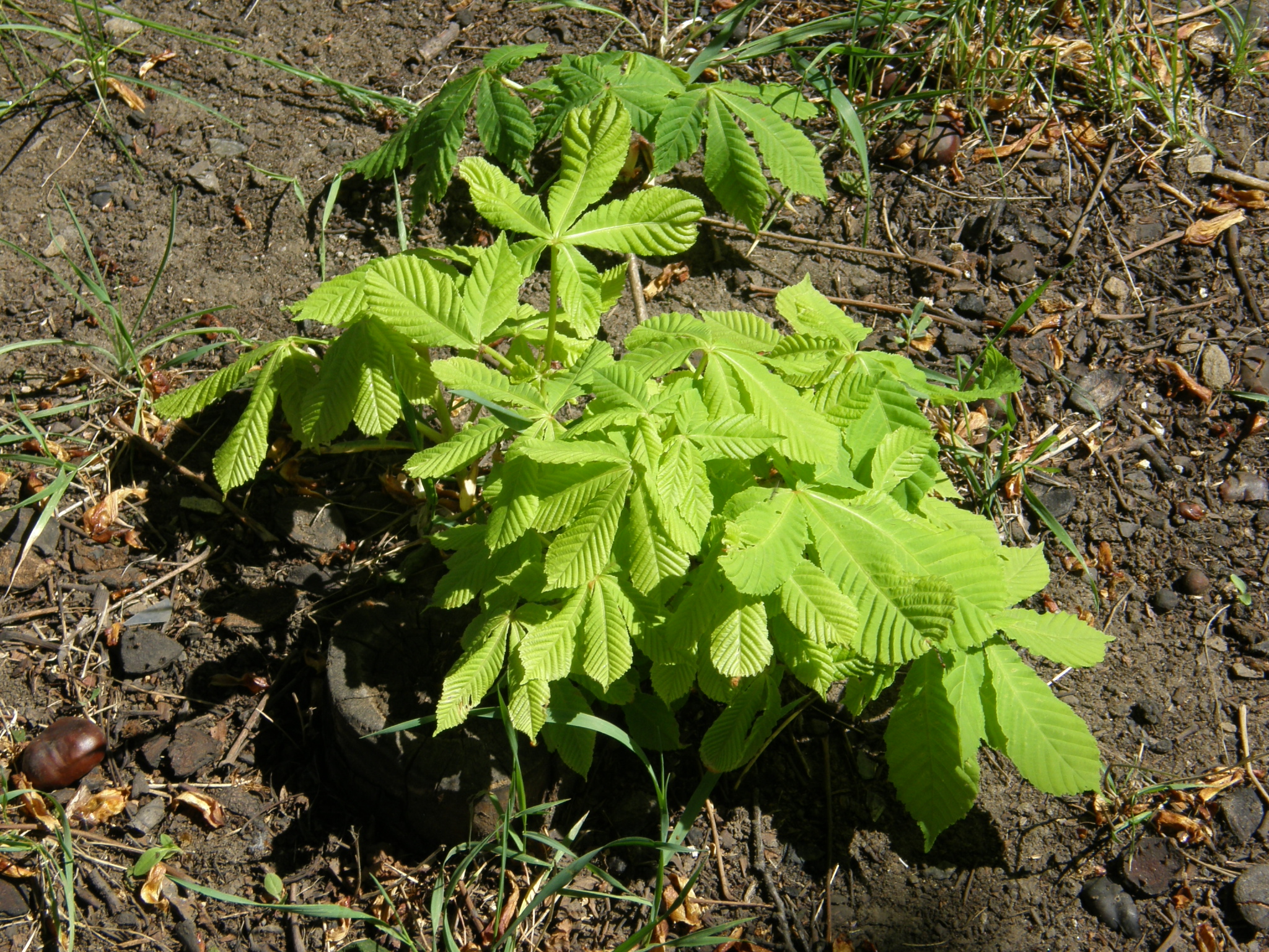 Aesculus hippocastanum in Donetsk 1