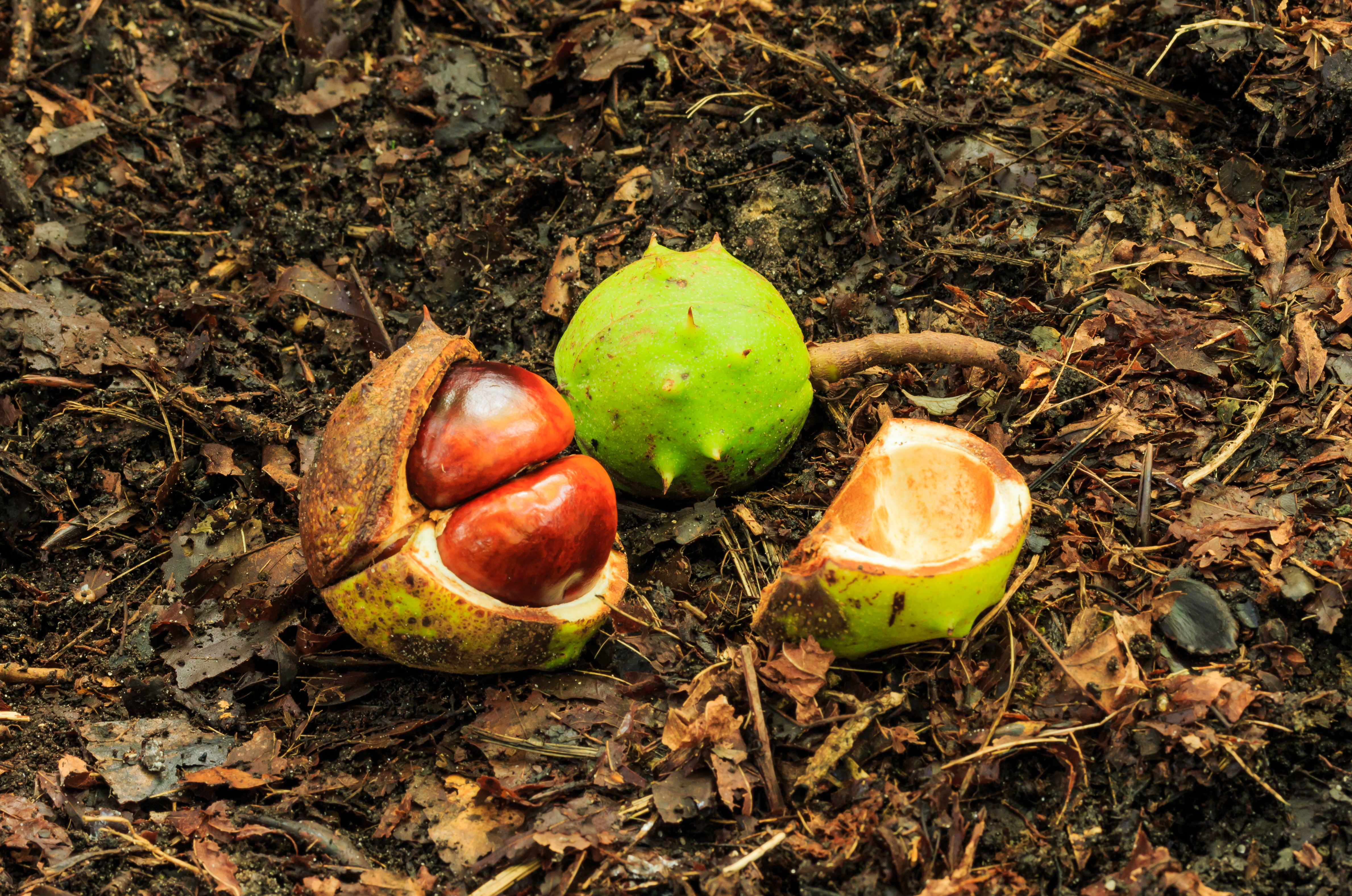 Afgevallen vruchten van kastanje (Aesculus) 02
