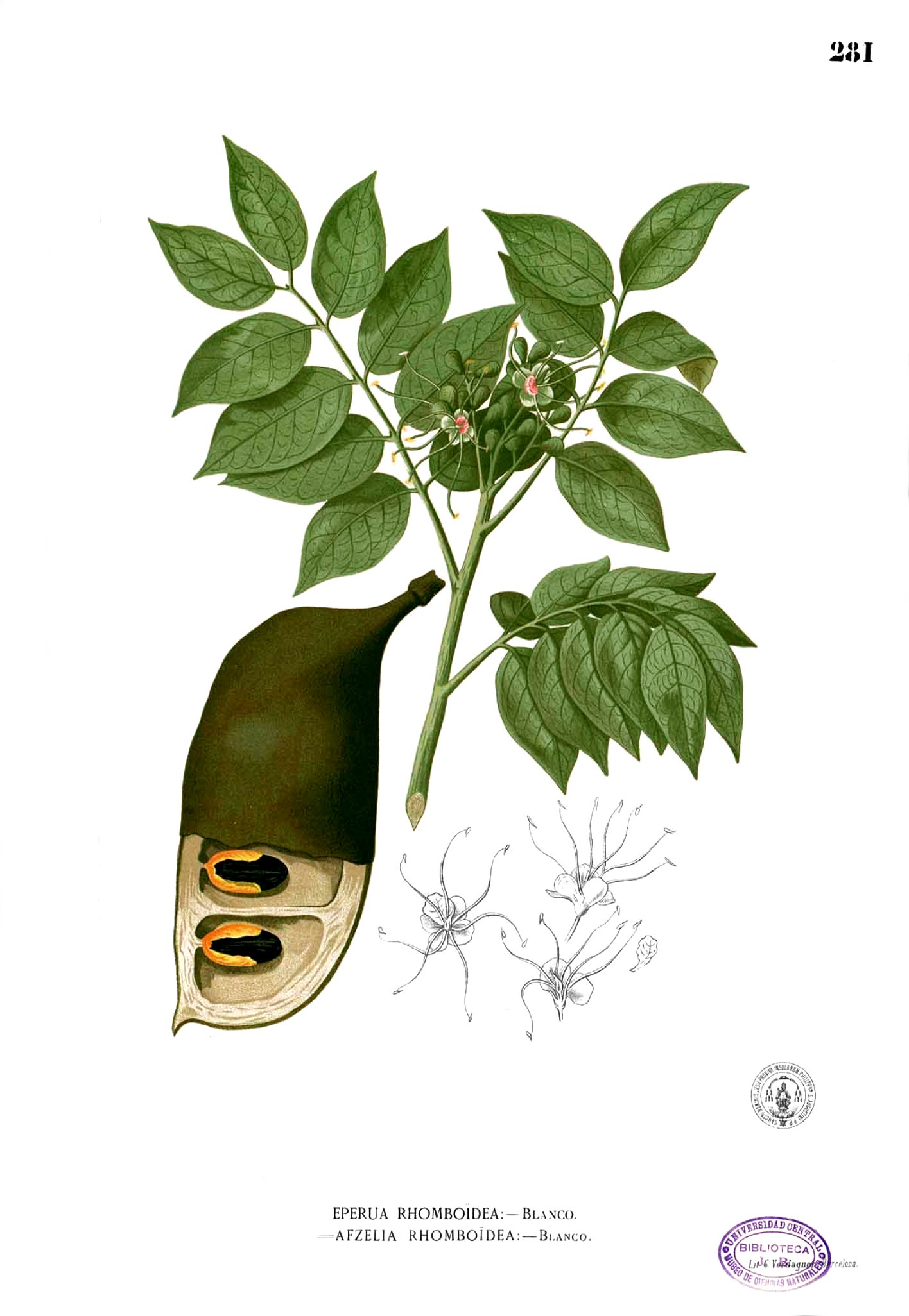 Afzelia rhomboidea Blanco2.281