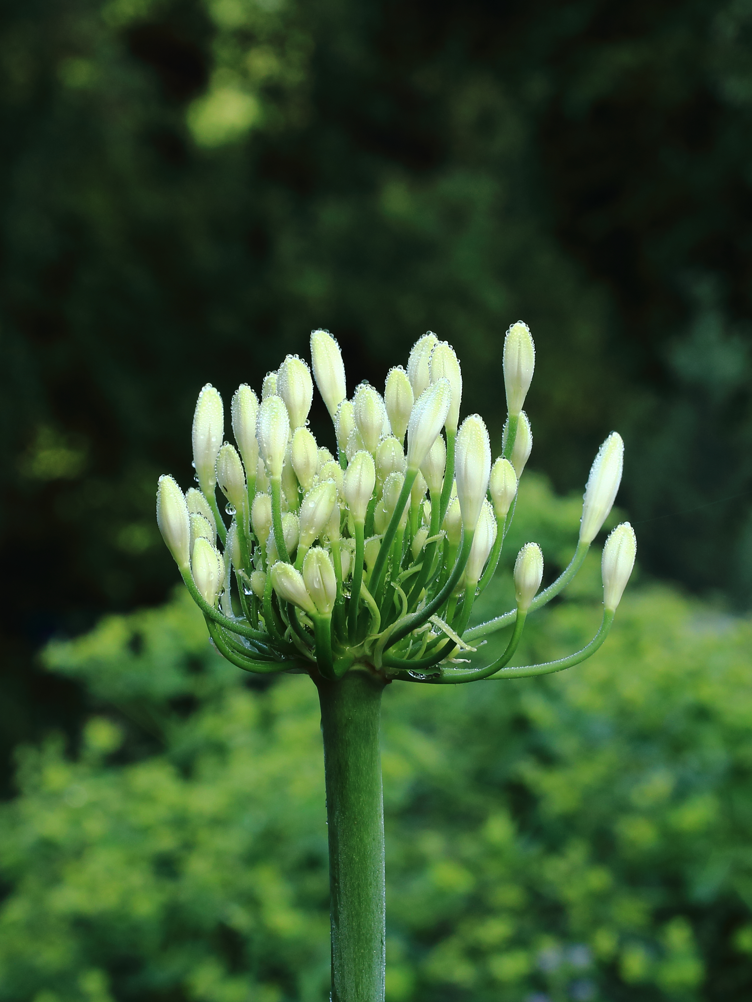 Agapanthus 08