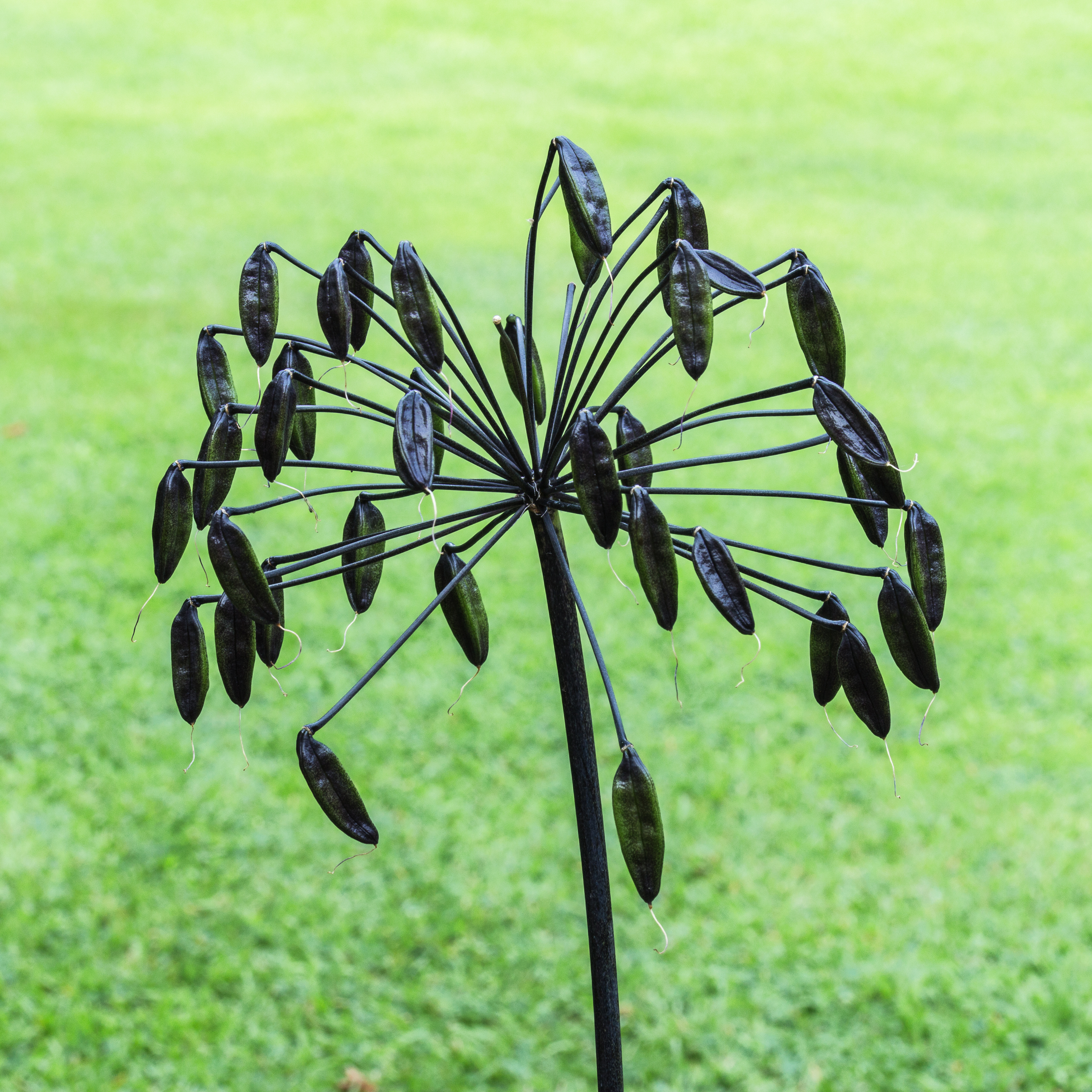 Agapanthus 'Senna'. Zaaddozen. (actm) 06