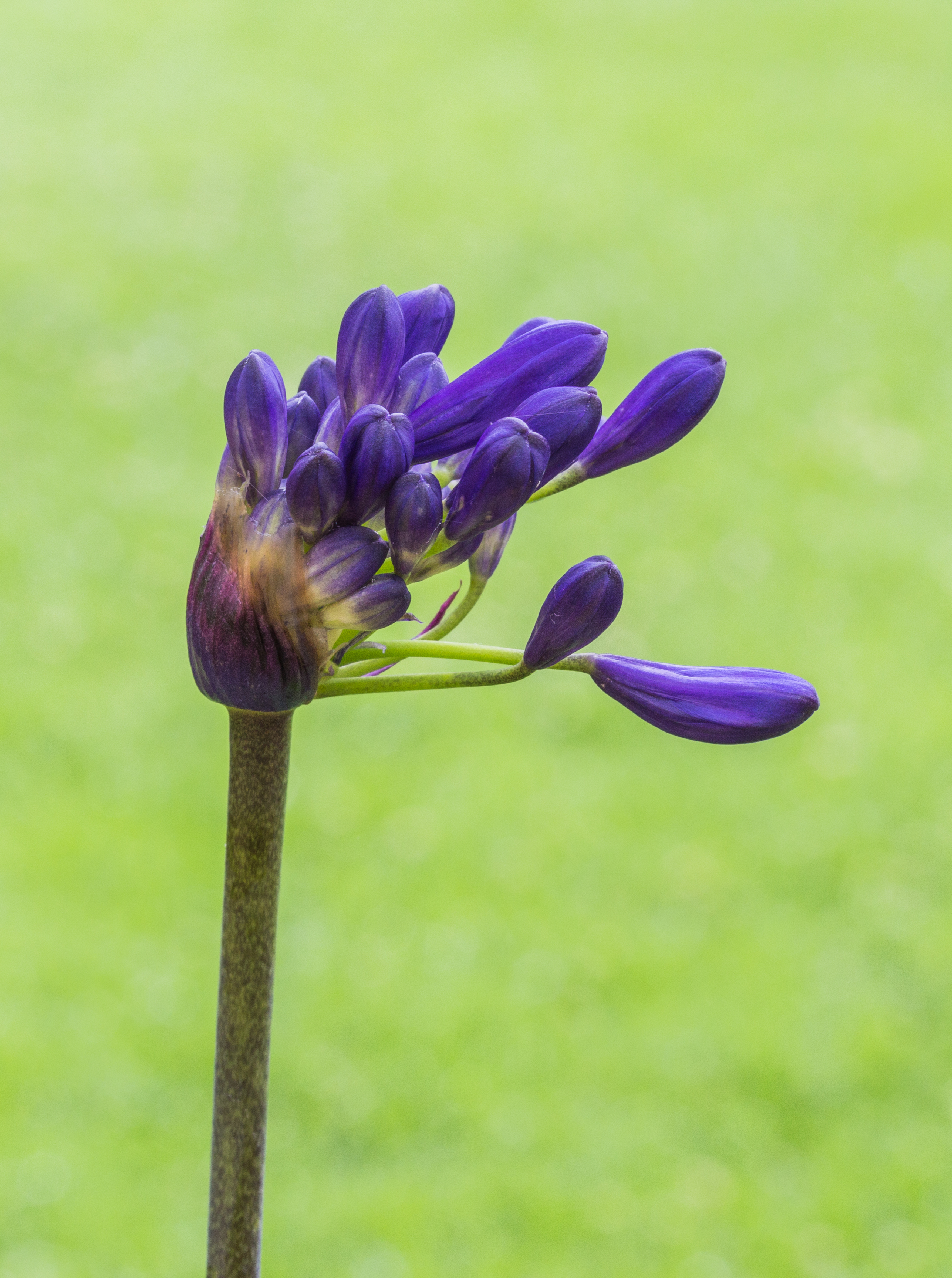 Agapanthus 'Windlebrook' 04