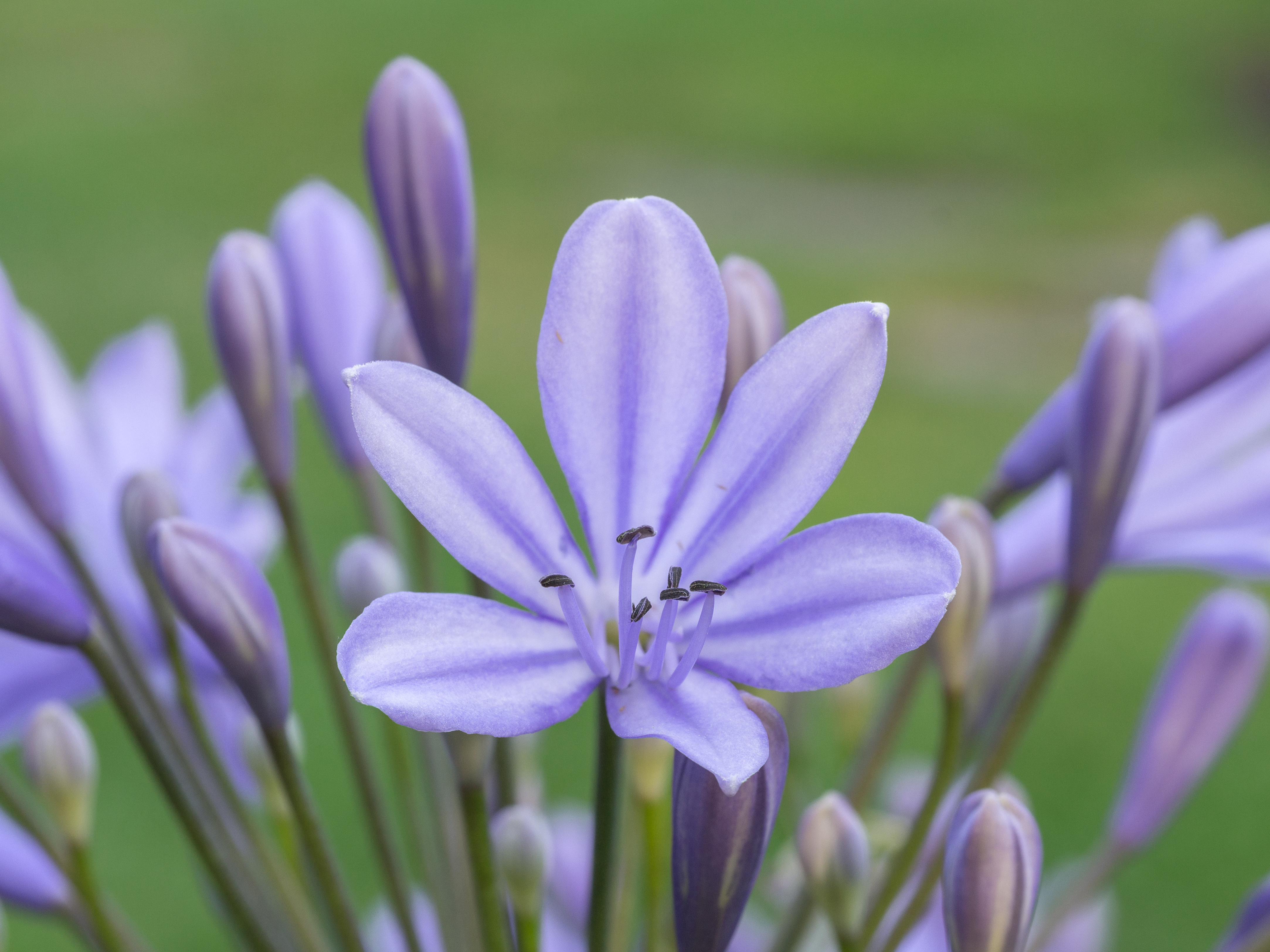 Agapanthus cultivar. Zaailing van Agapanthus Lilac Flash. (d.j.b.) 01