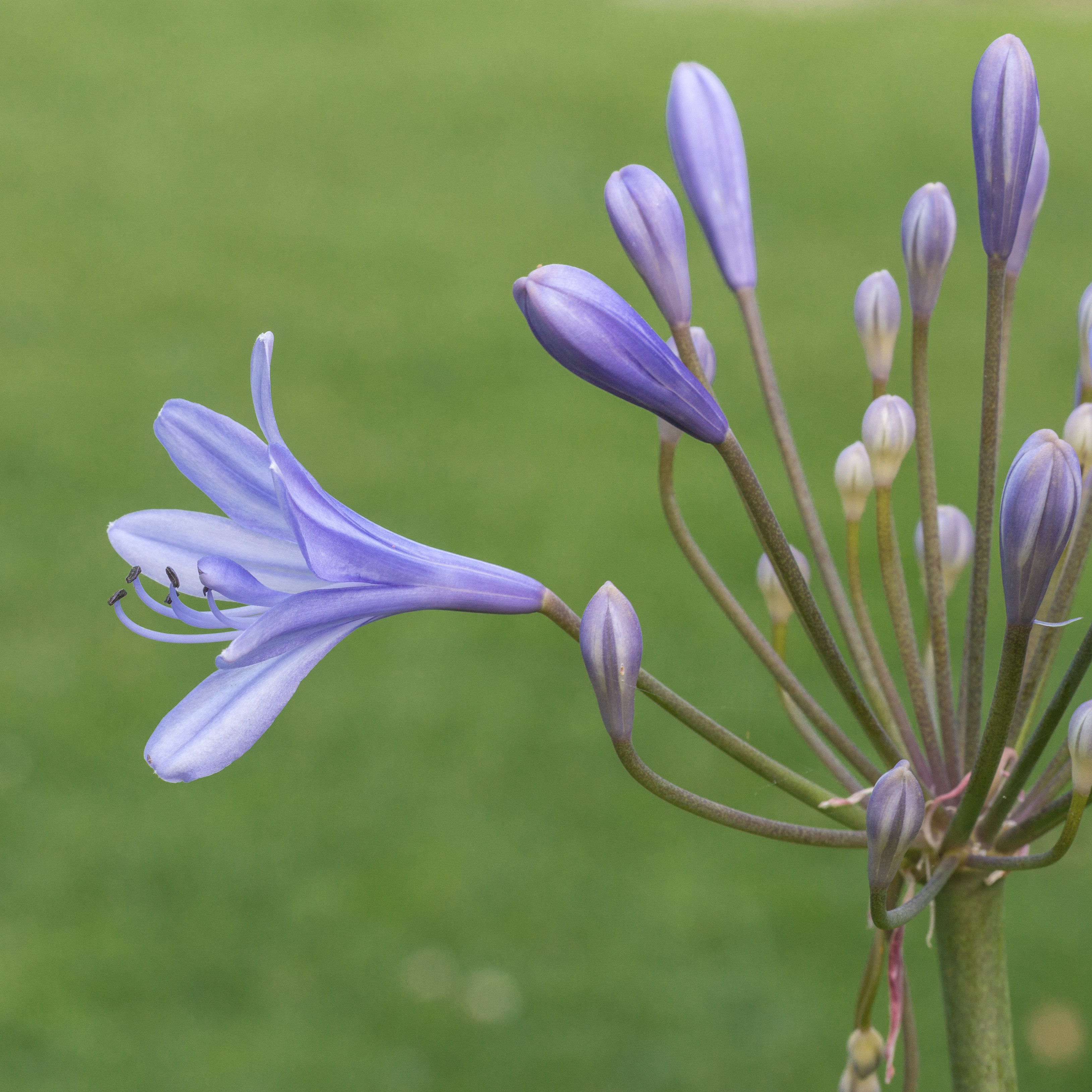 Agapanthus cultivar. Zaailing van Agapanthus Lilac Flash. (d.j.b.) 03