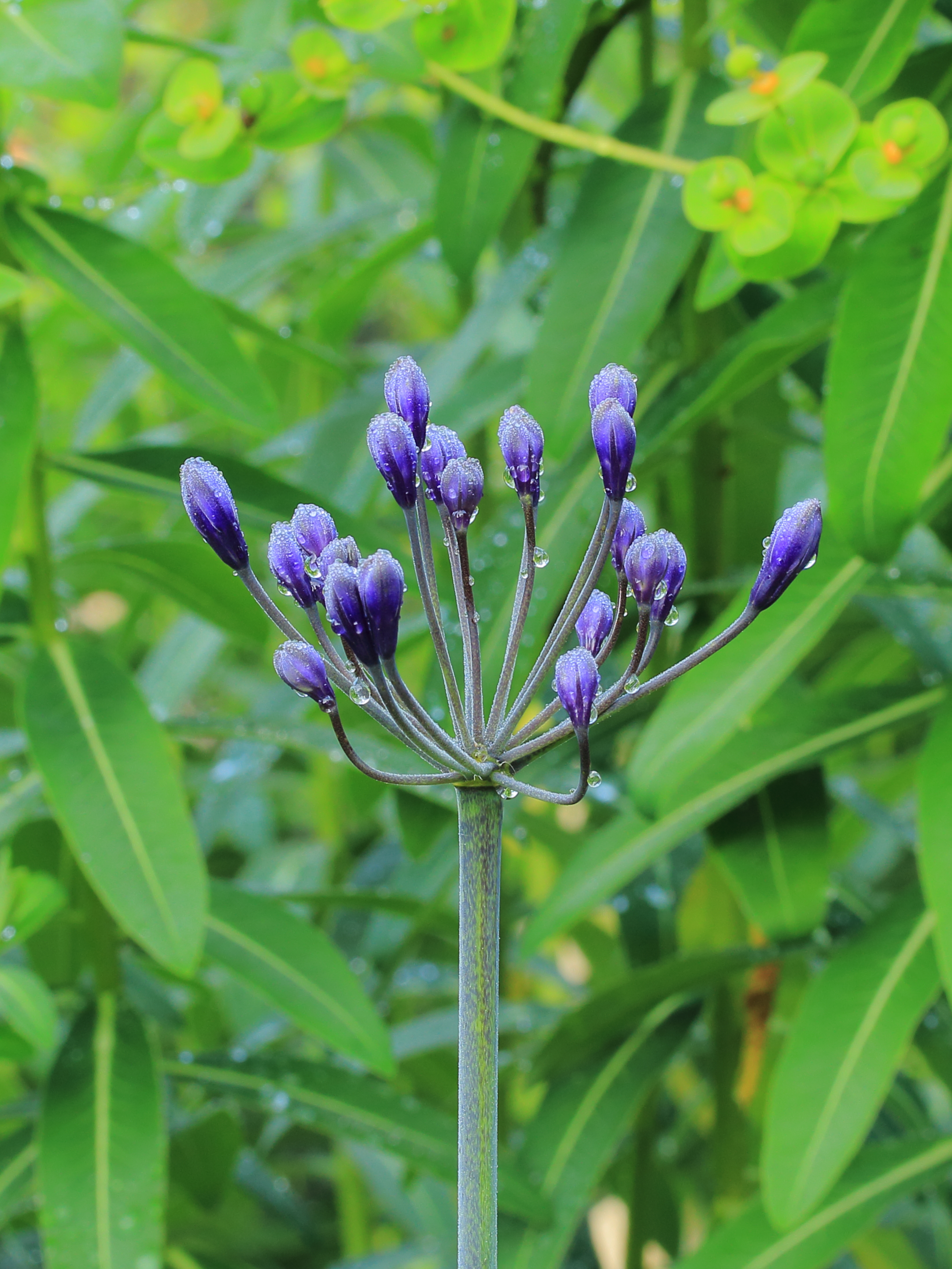 Agapanthus met blauwe bloemen