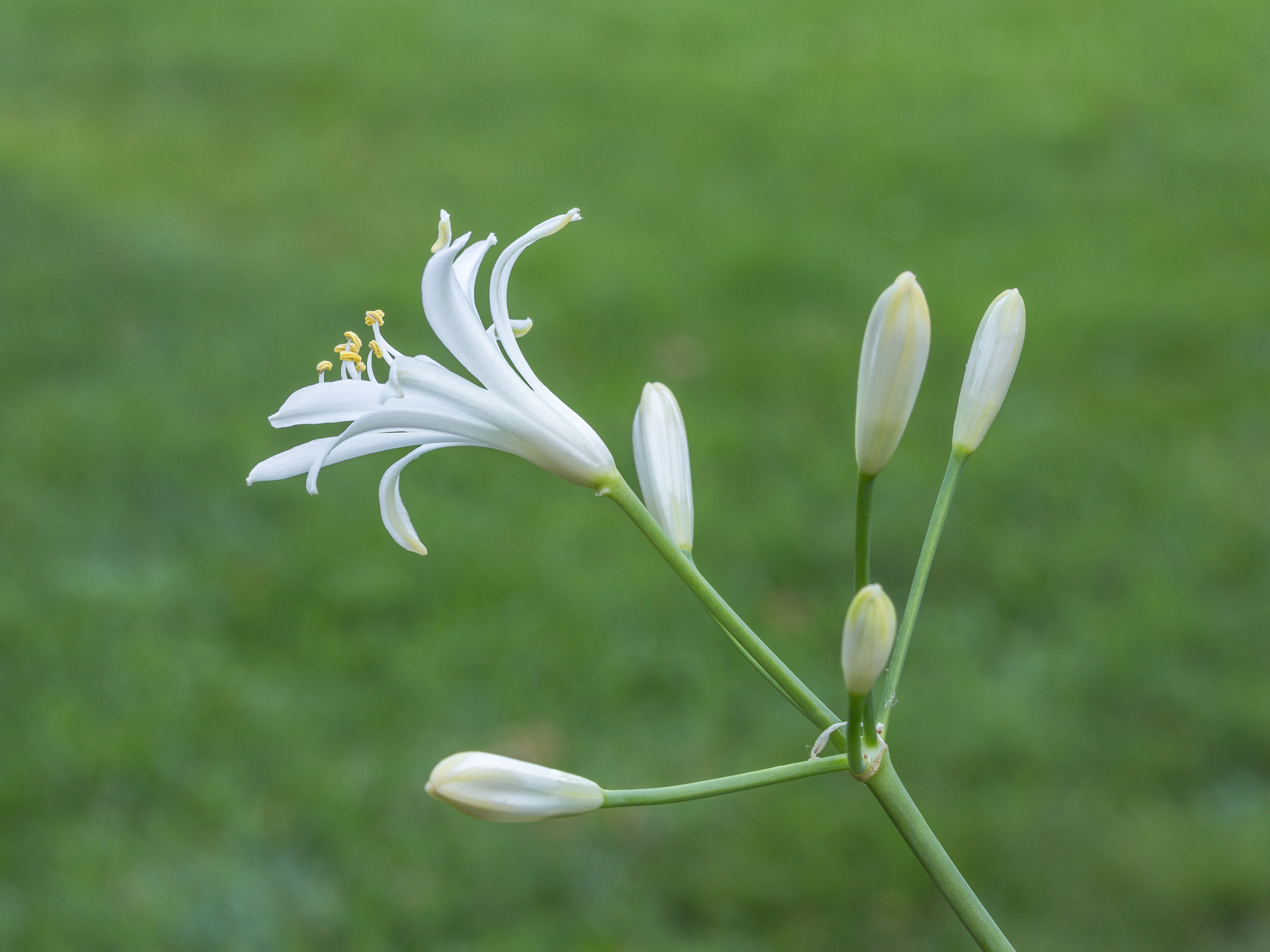 Agapanthus praecox Snow White. (d.j.b.) 06