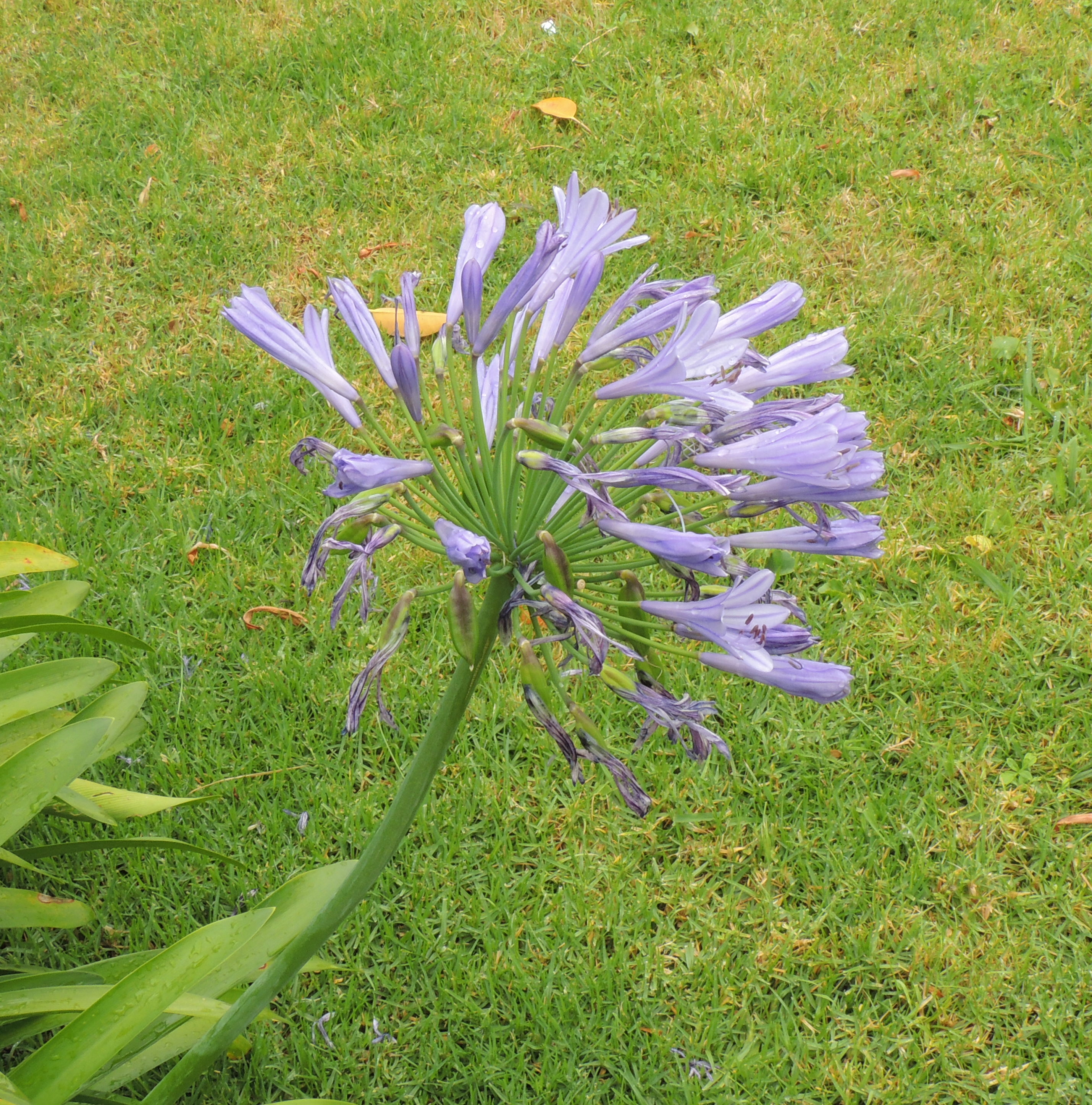 Agapanthus violeta-BuenosAires