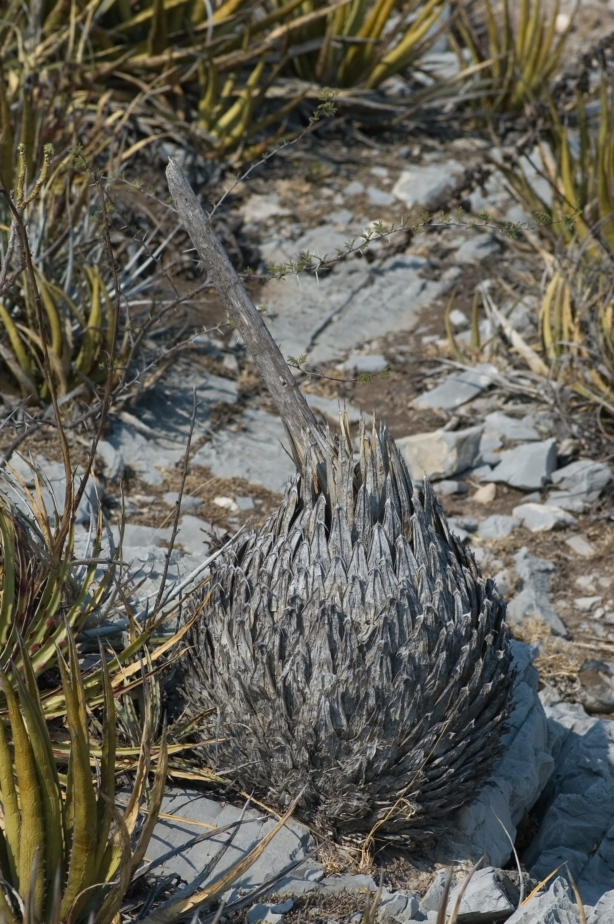 Agave after flowering