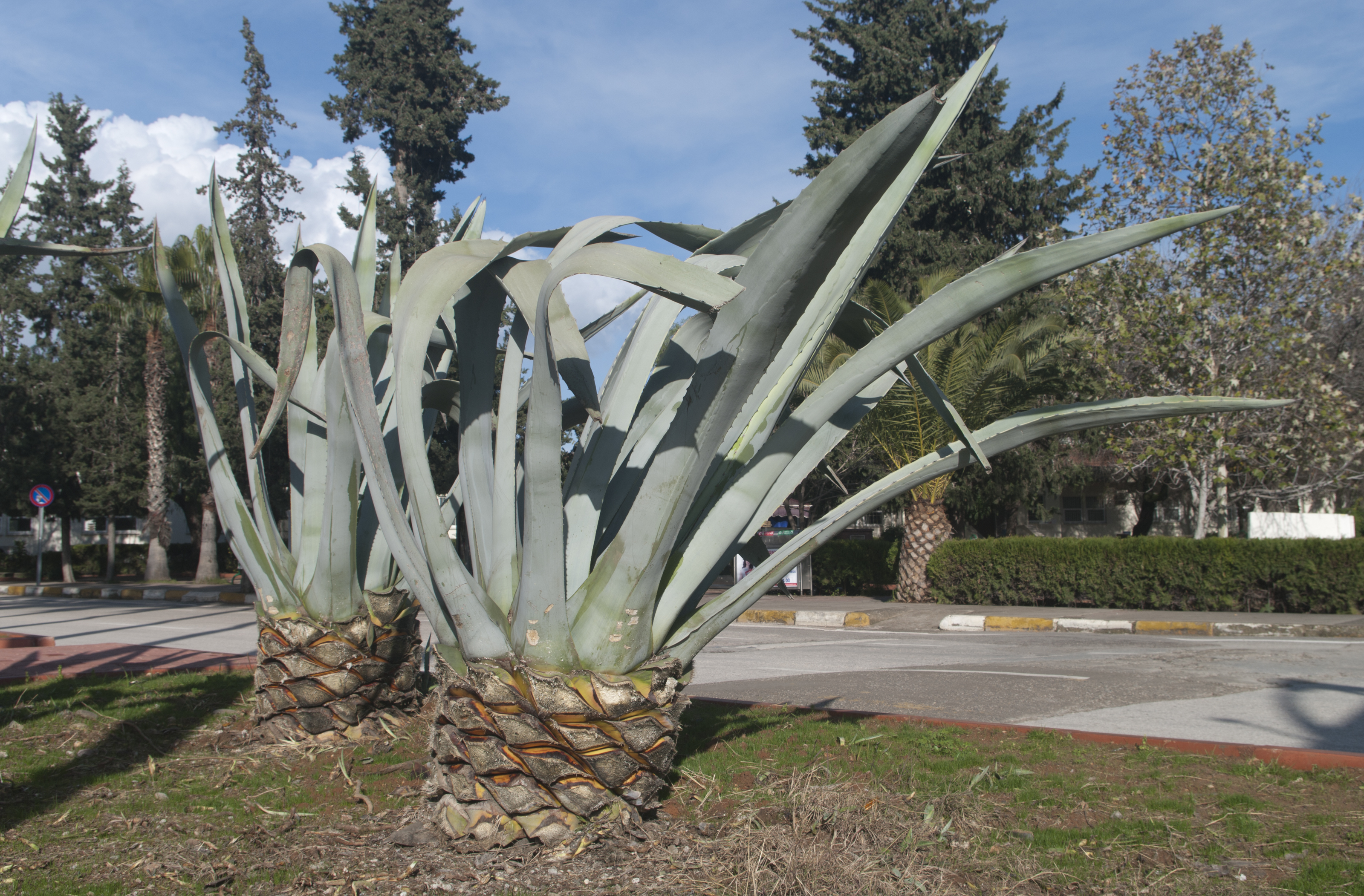 Agave americana - Centuryplant