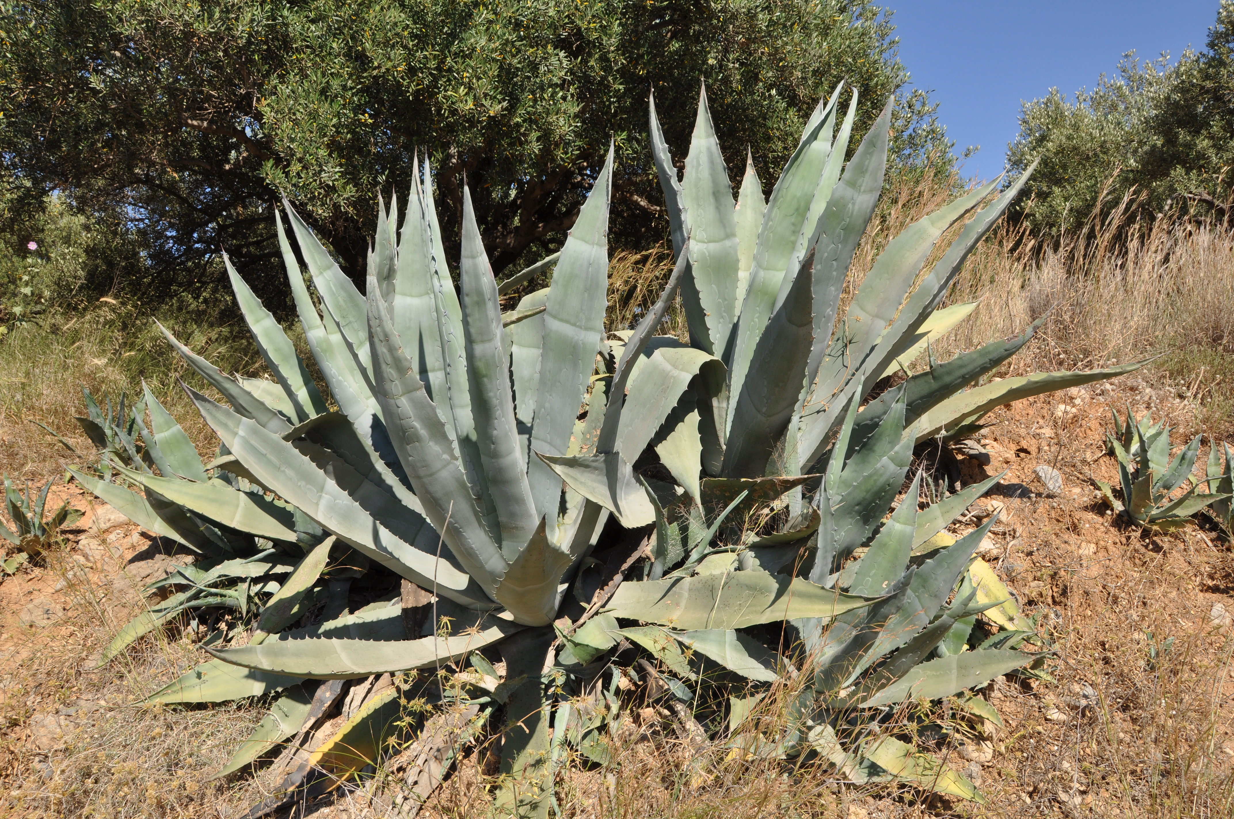Agave americana R01