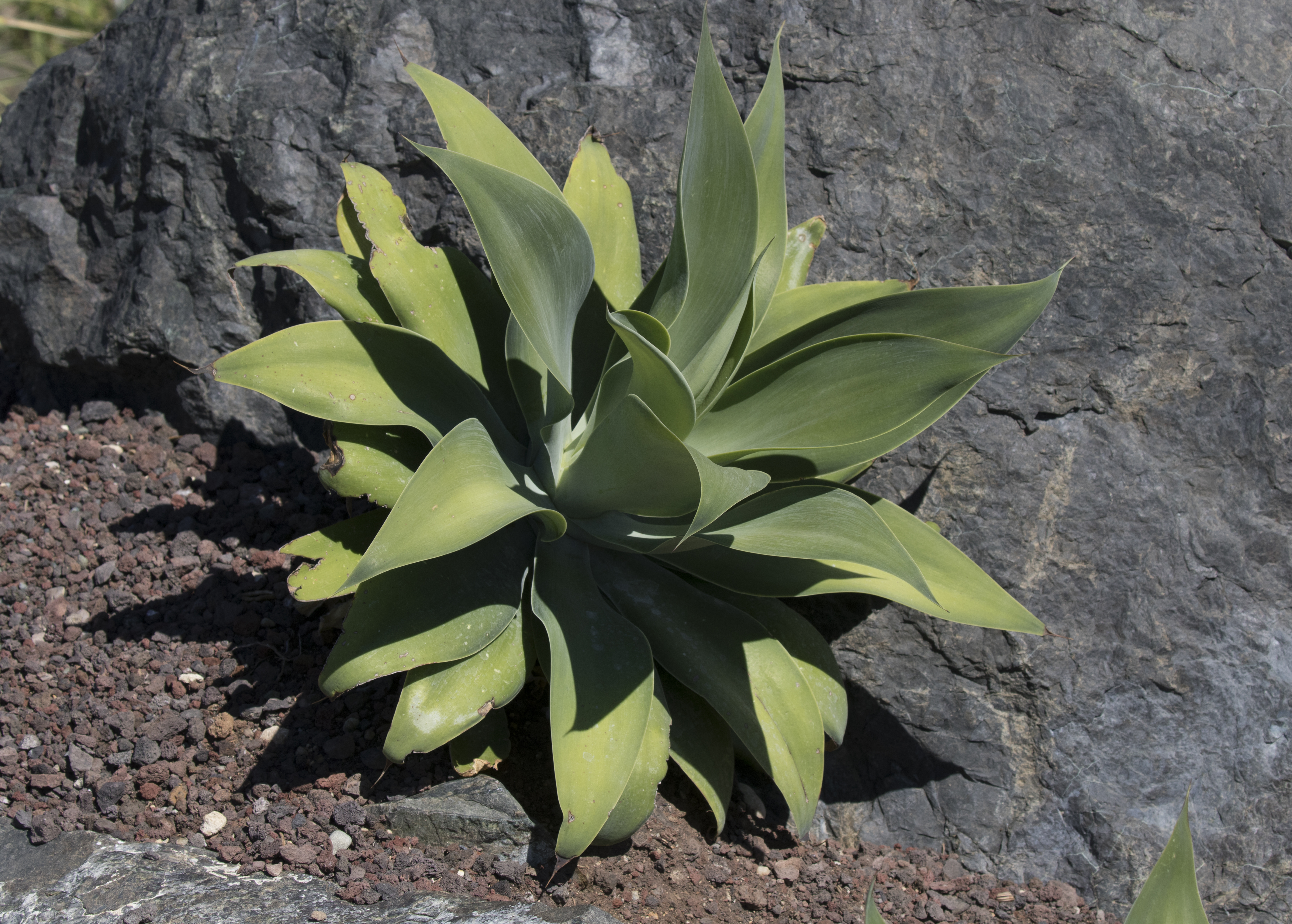 Agave attenuata - Fox Tail Agave 01-1