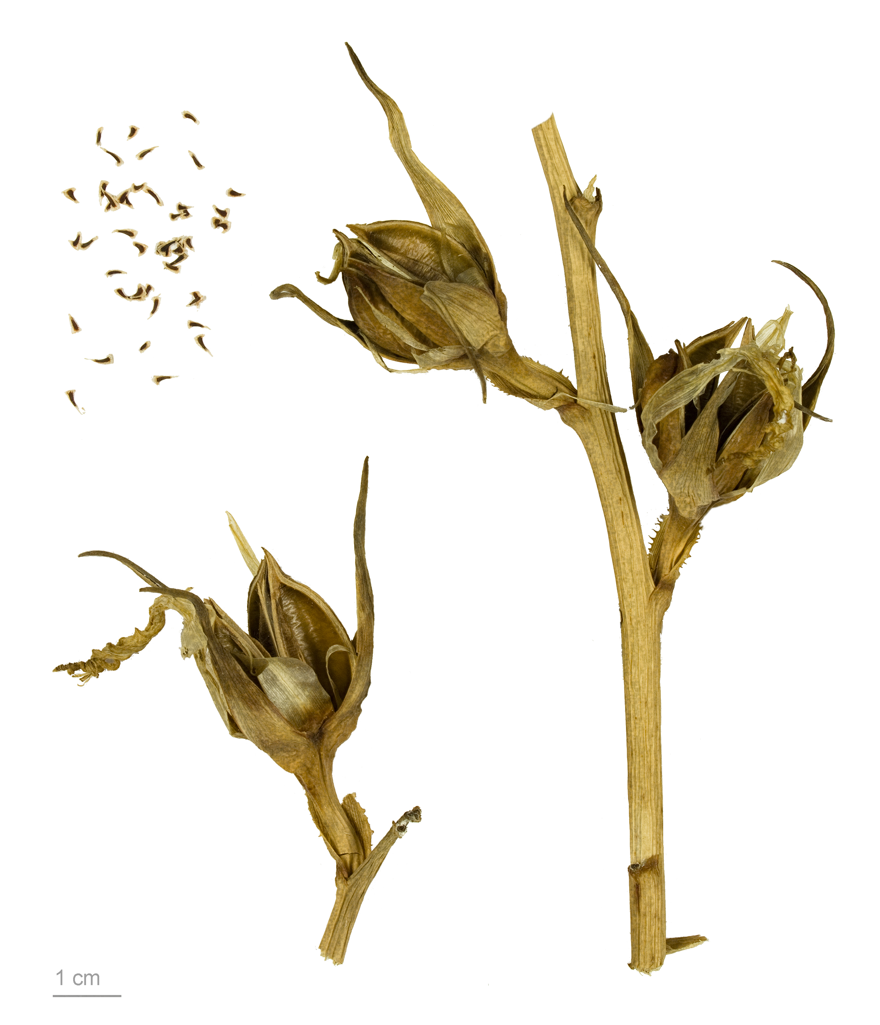 Agave attenuata MHNT.BOT.2009.7.9