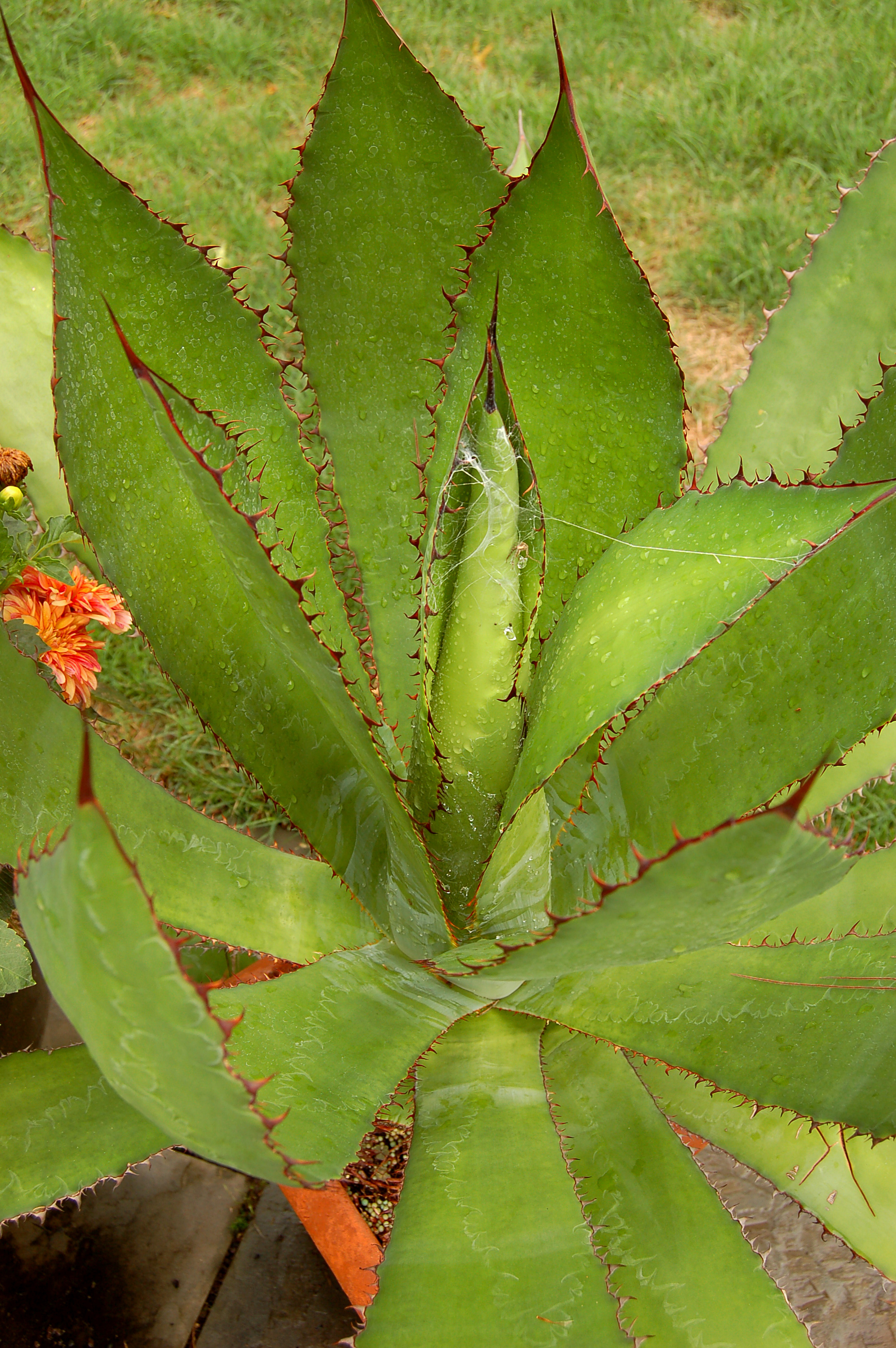 Agave bovicornuta Top View 2000px