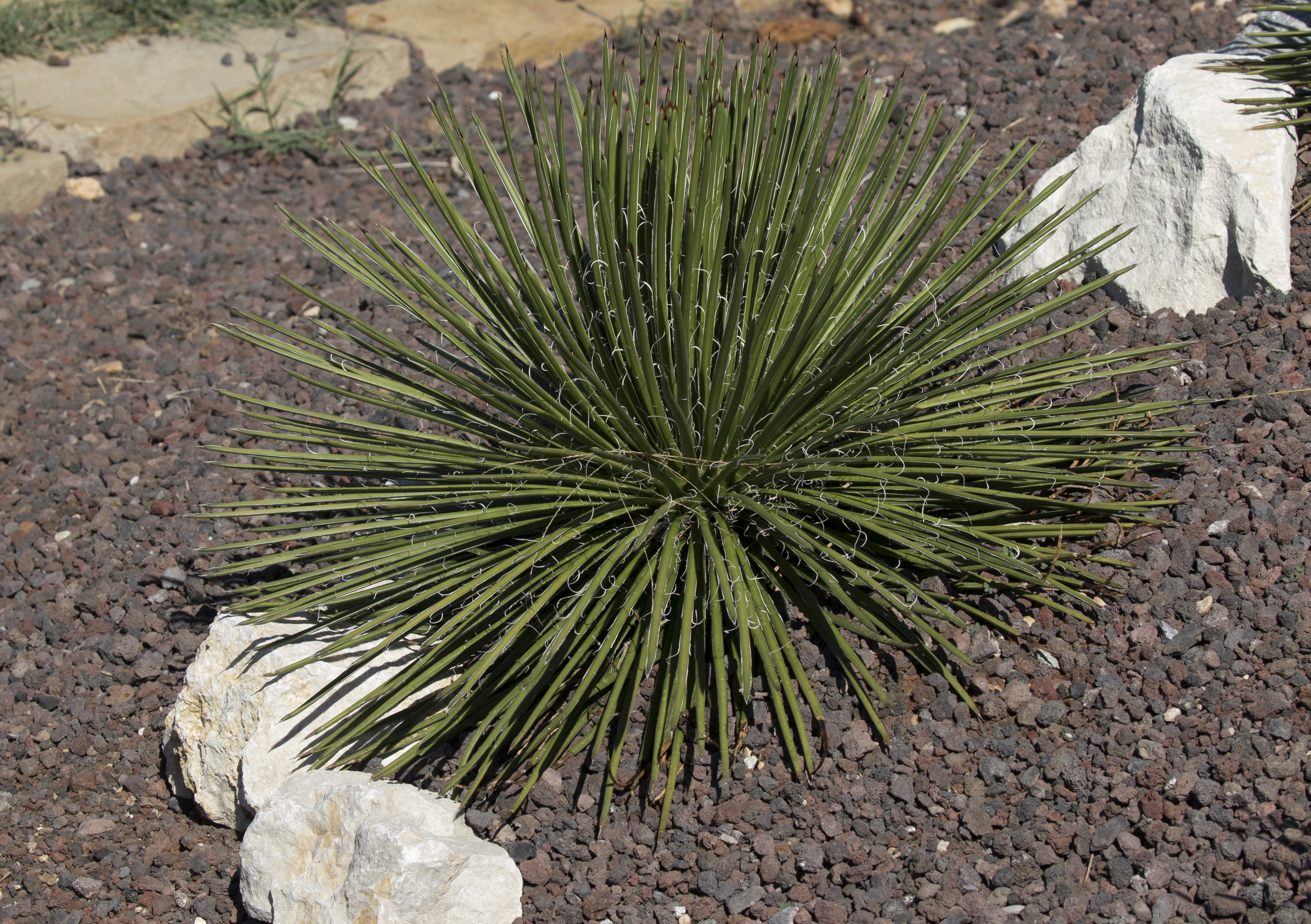 Agave geminiflora - Twin-flowered agave 01-1