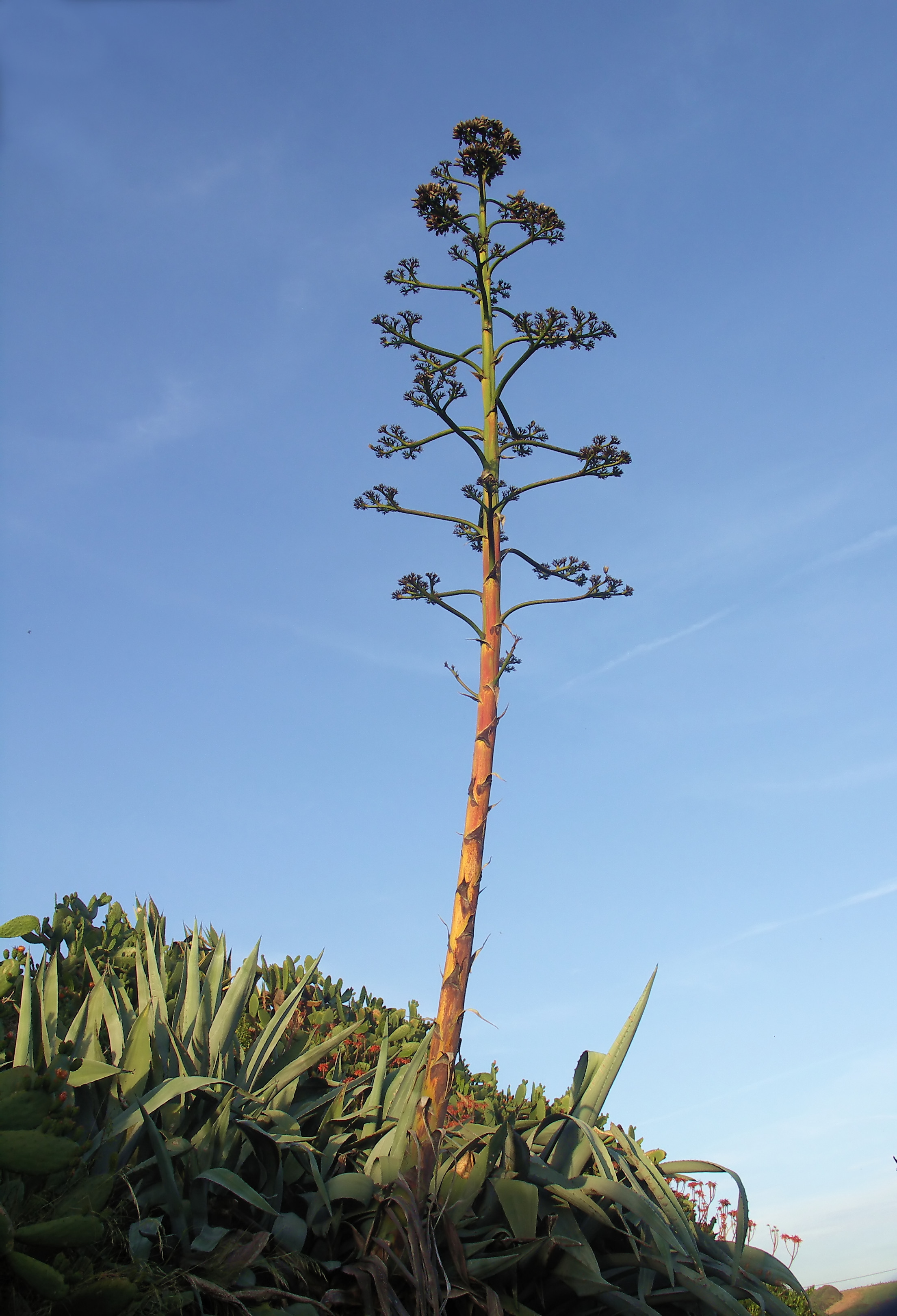 Agave Porto Covo 1