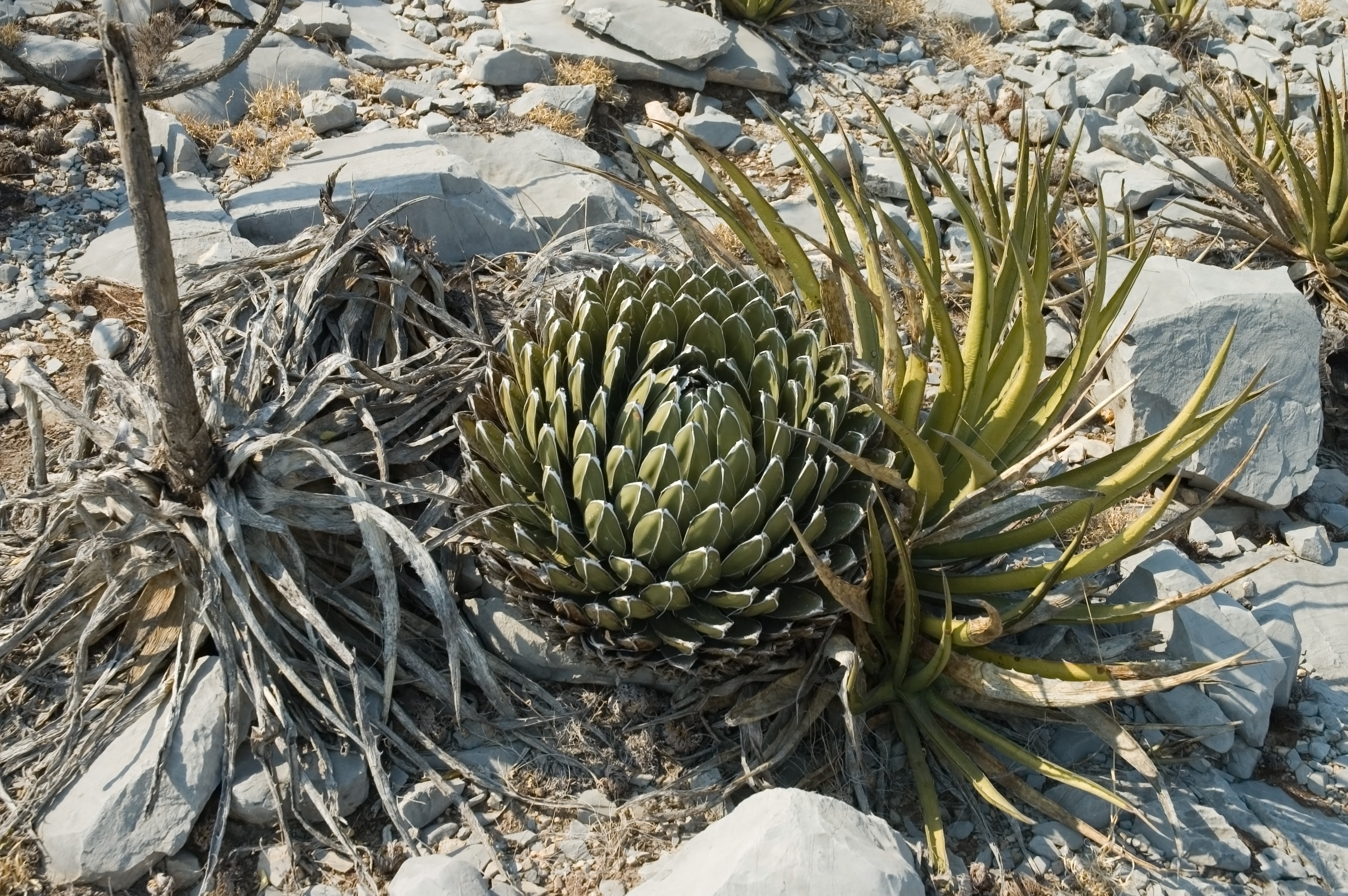 Agaves mexico