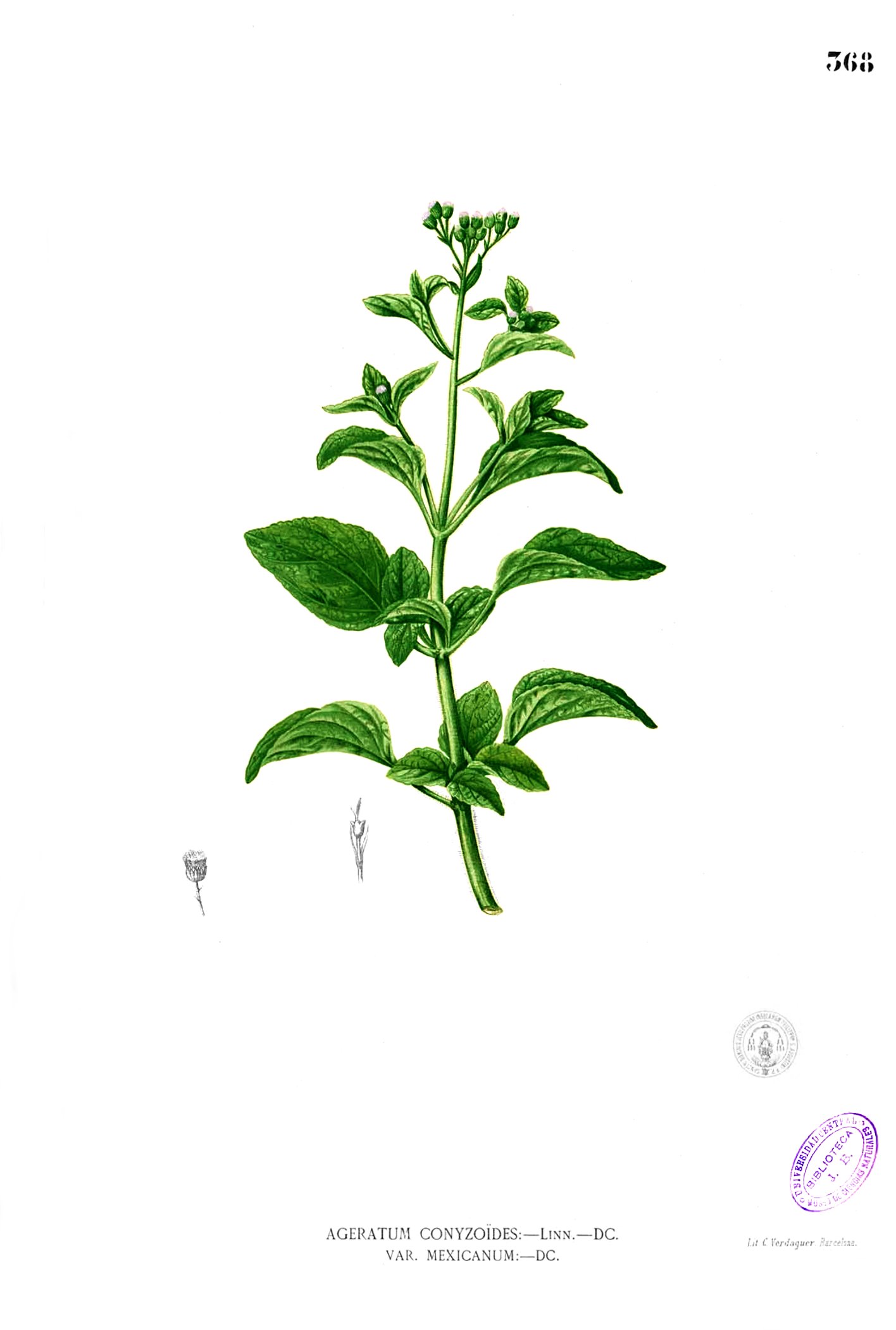 Ageratum conyzoides Blanco2.368