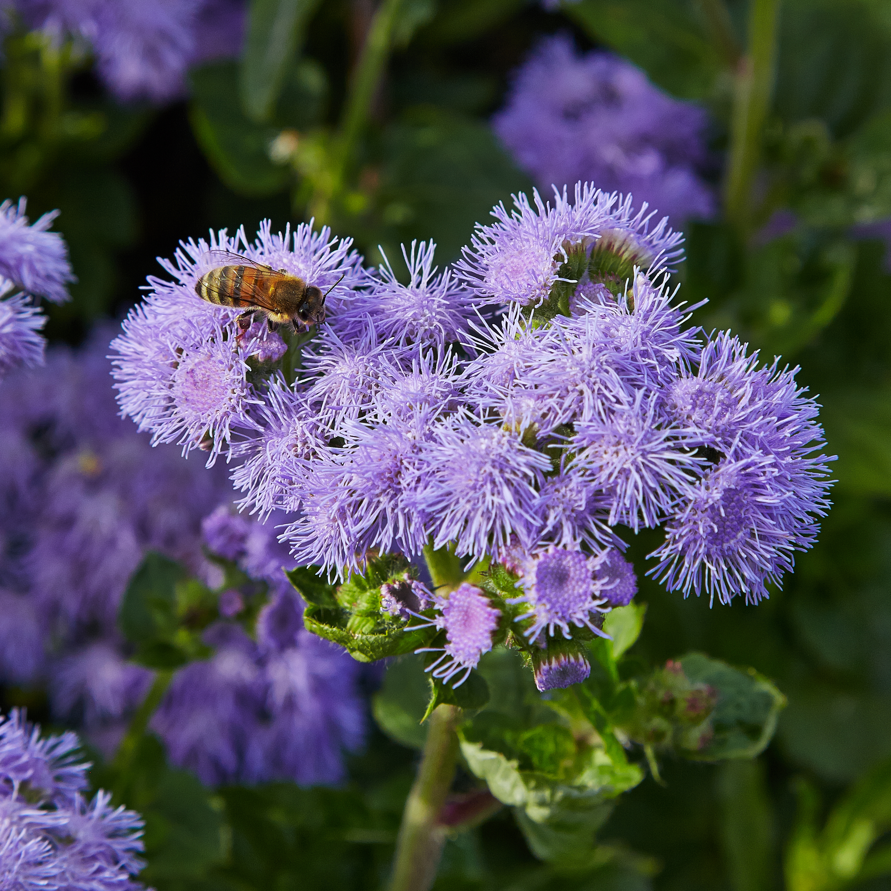 Ageratum houstonianum-IMG 9320