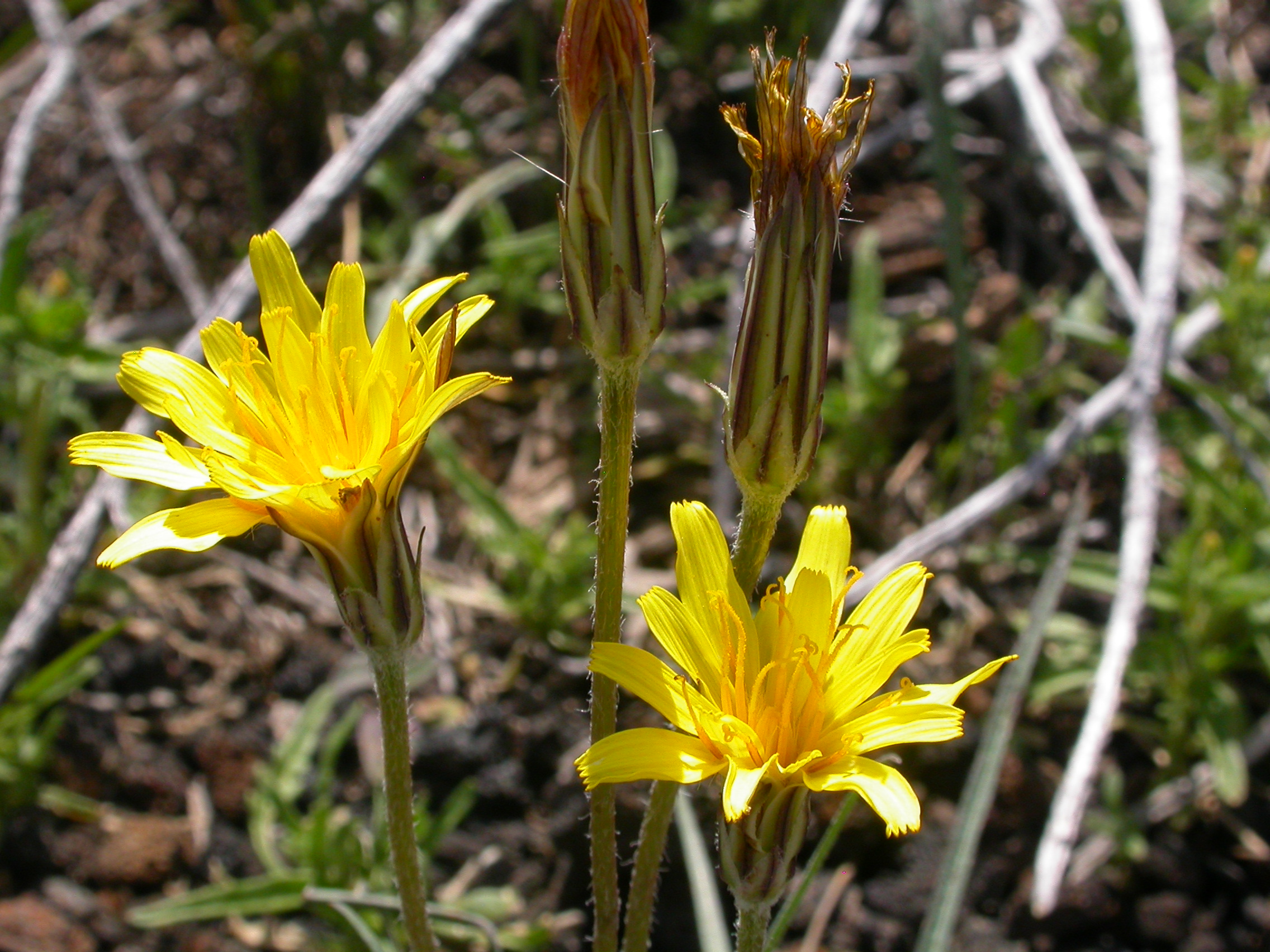 Agoseris glauca laciniata (4424024485)