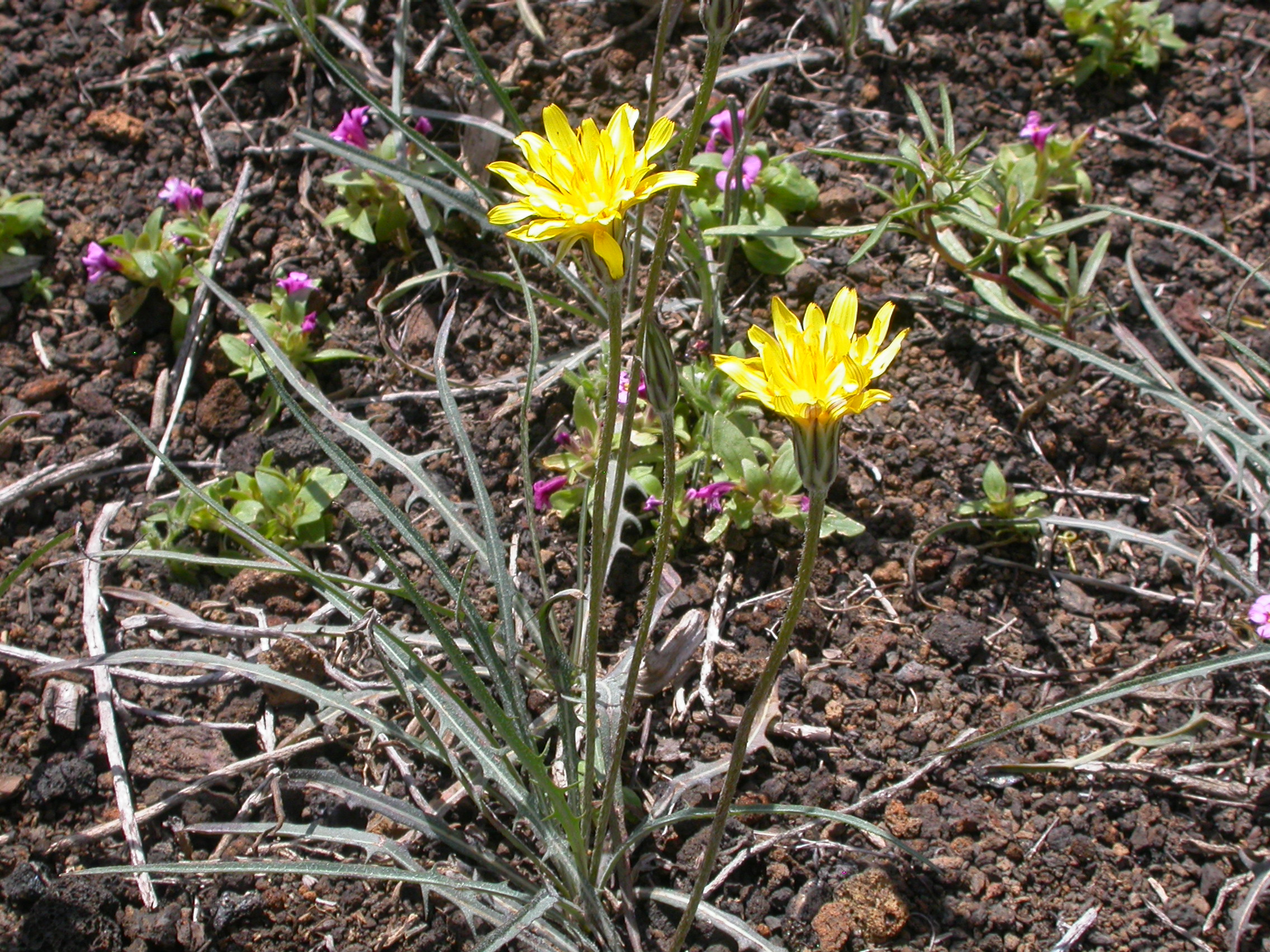 Agoseris glauca laciniata (4424788752)