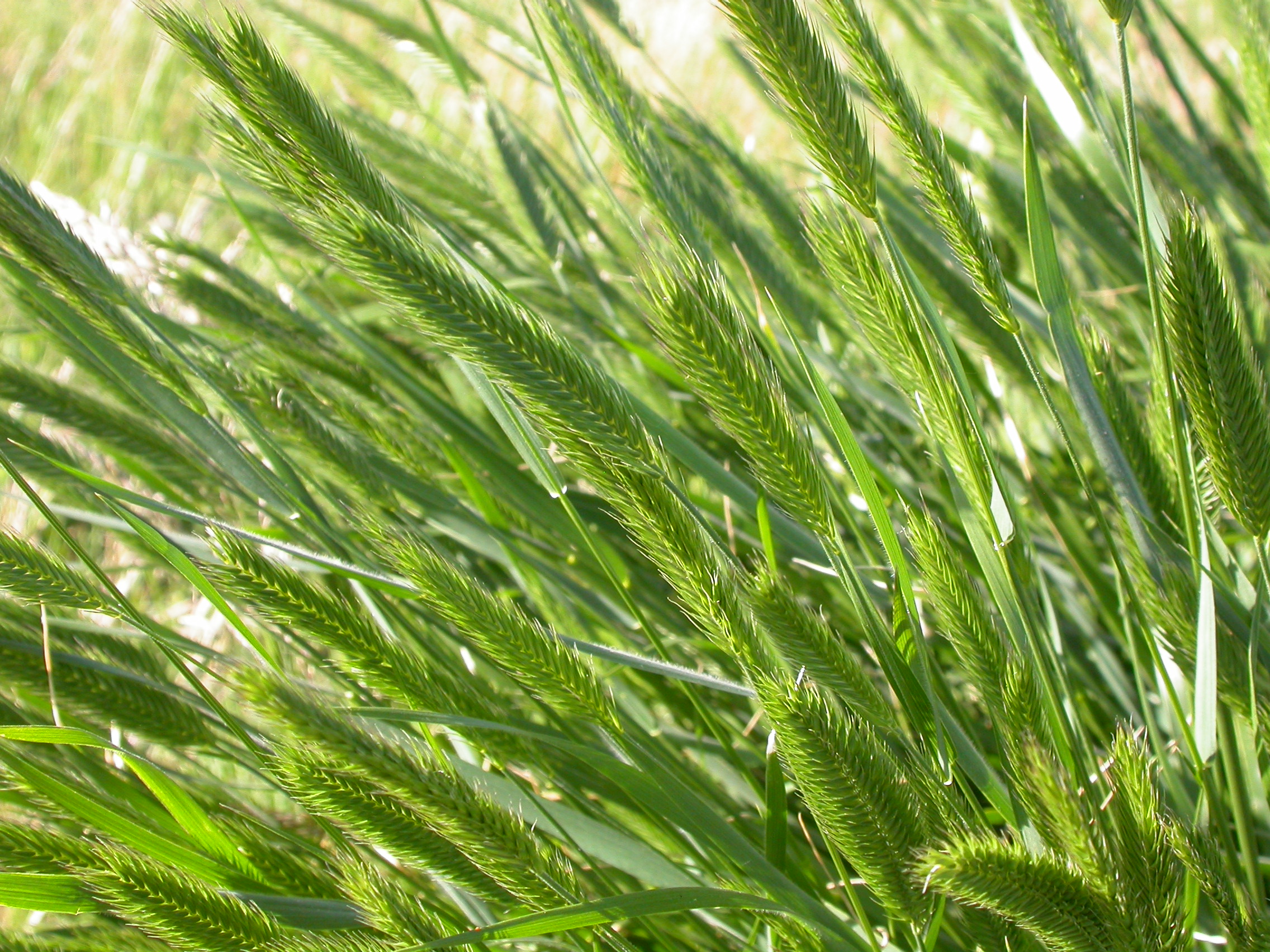 Agropyron cristatum (3821401945)