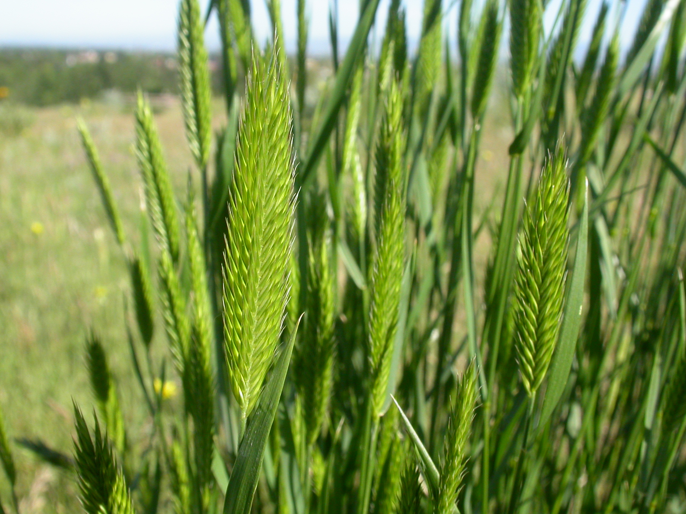 Agropyron cristatum (3822210360)