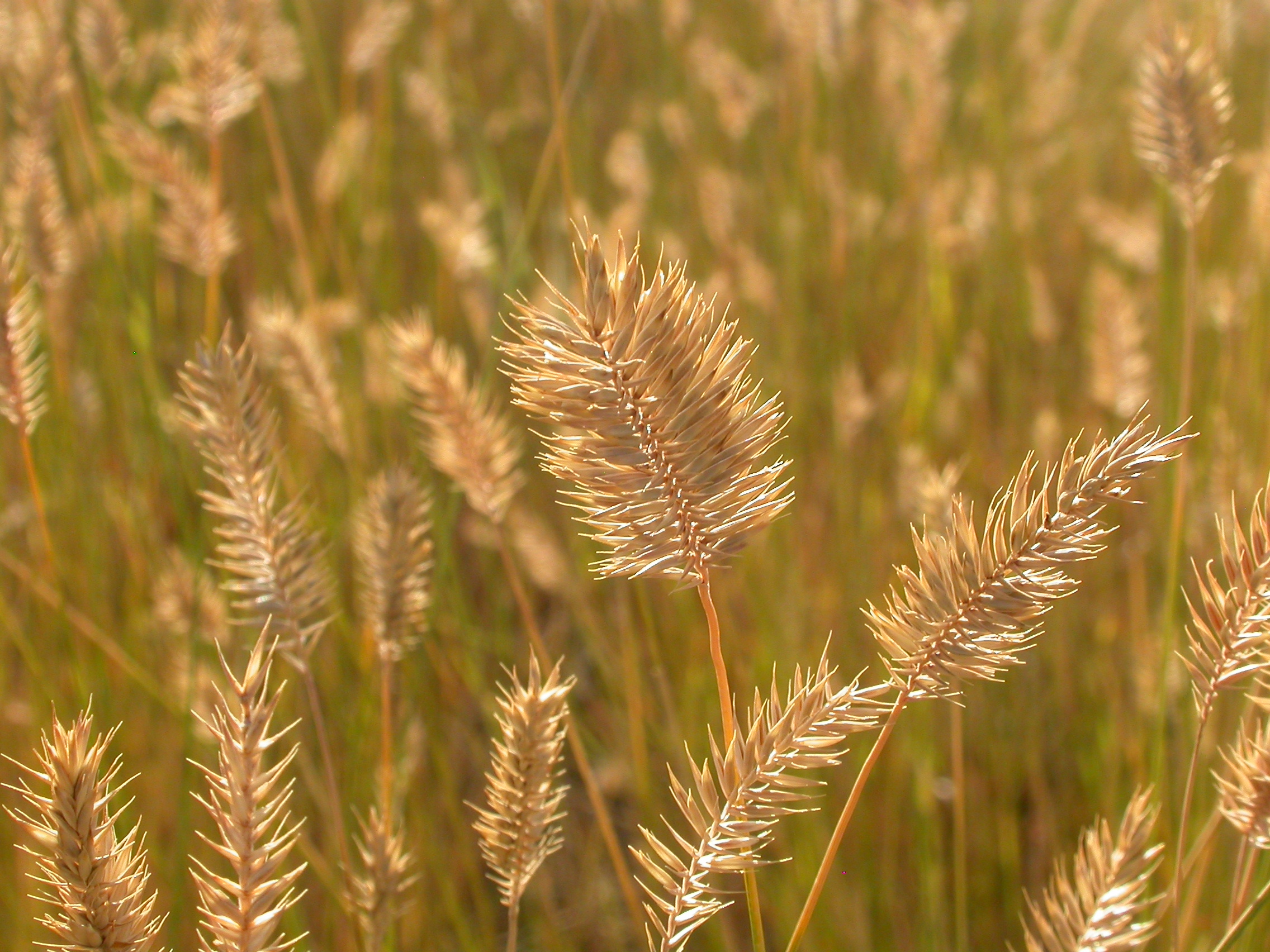 Agropyron cristatum (3939421437)