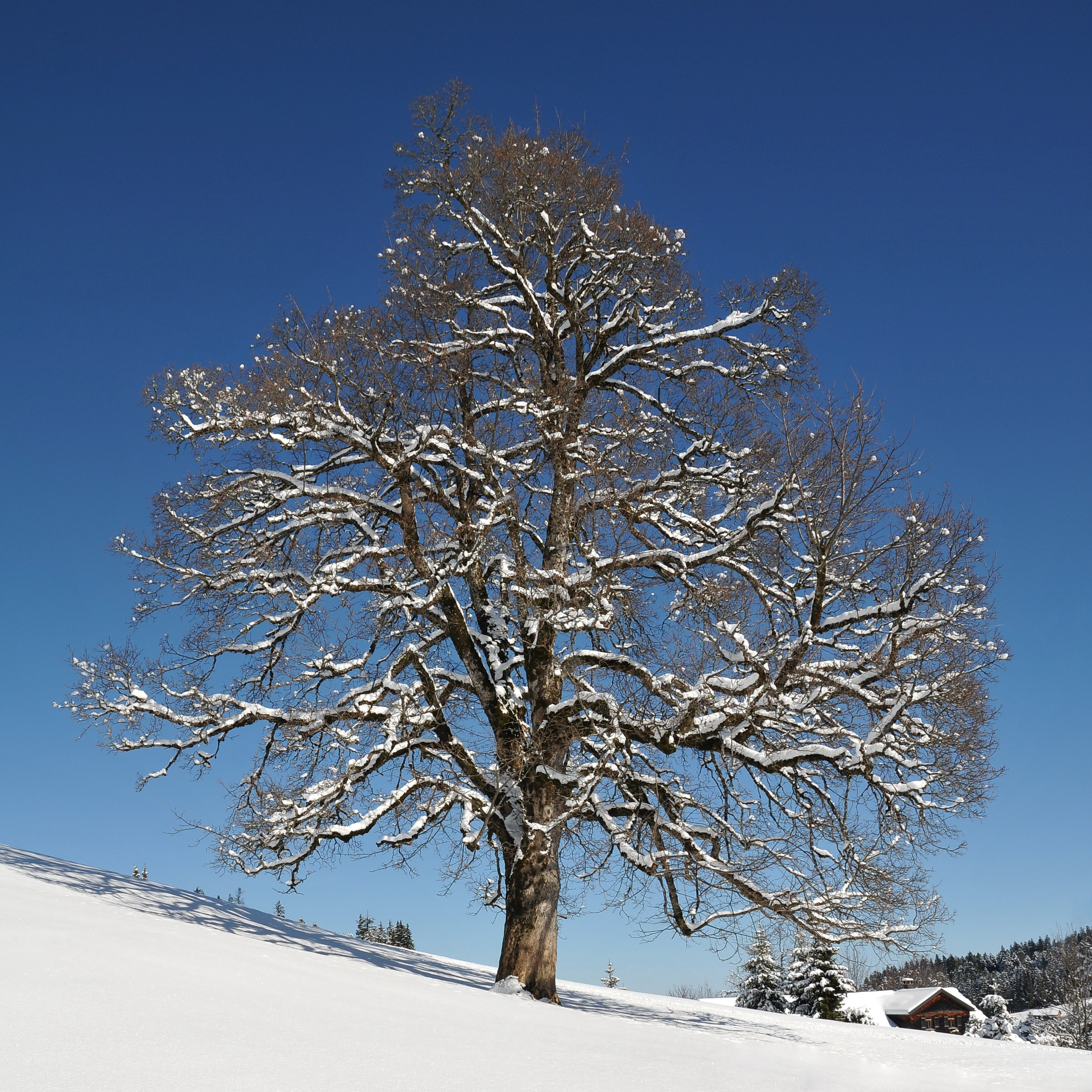 Ahorn auf dem Bödele 2
