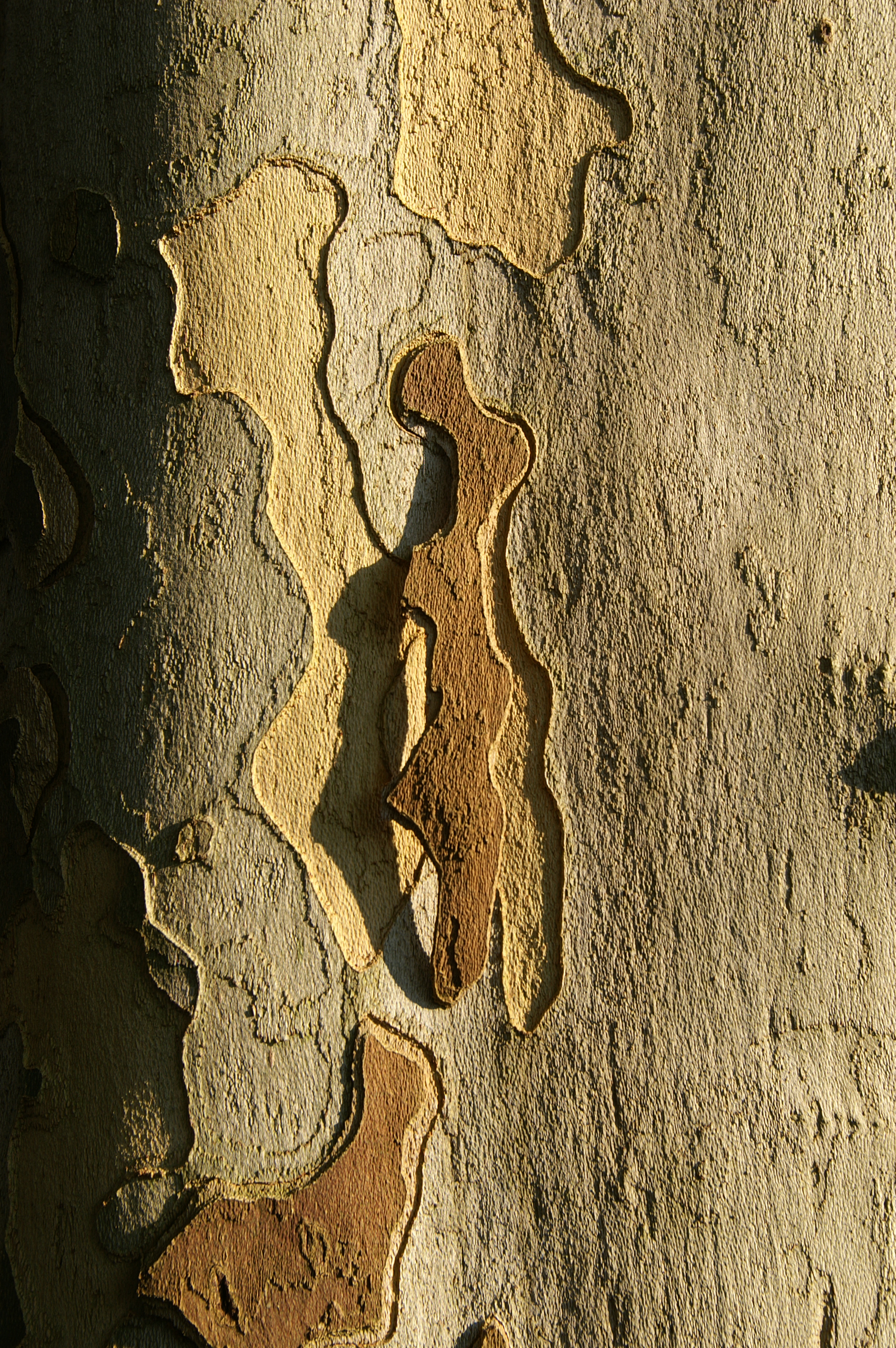 AhornblÃ¤ttrigePlatane1