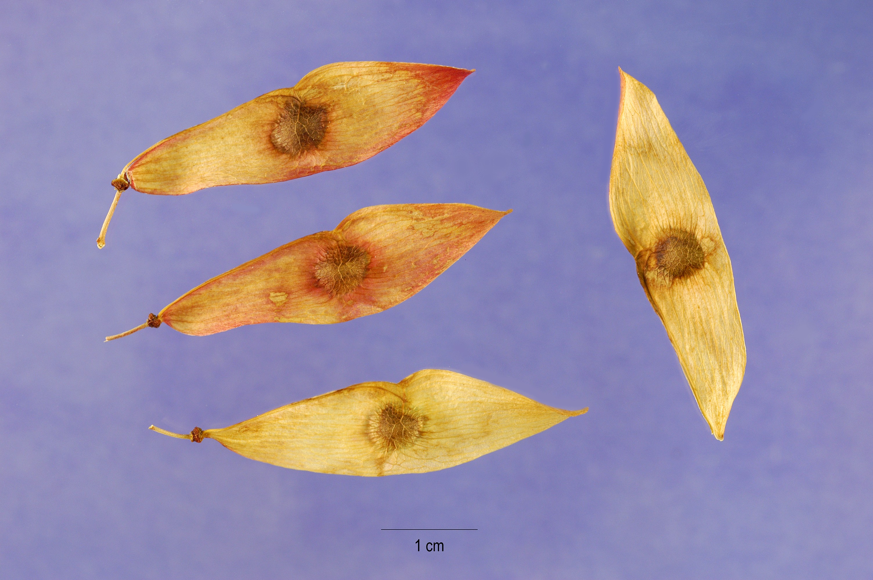 Ailanthus altissima seeds