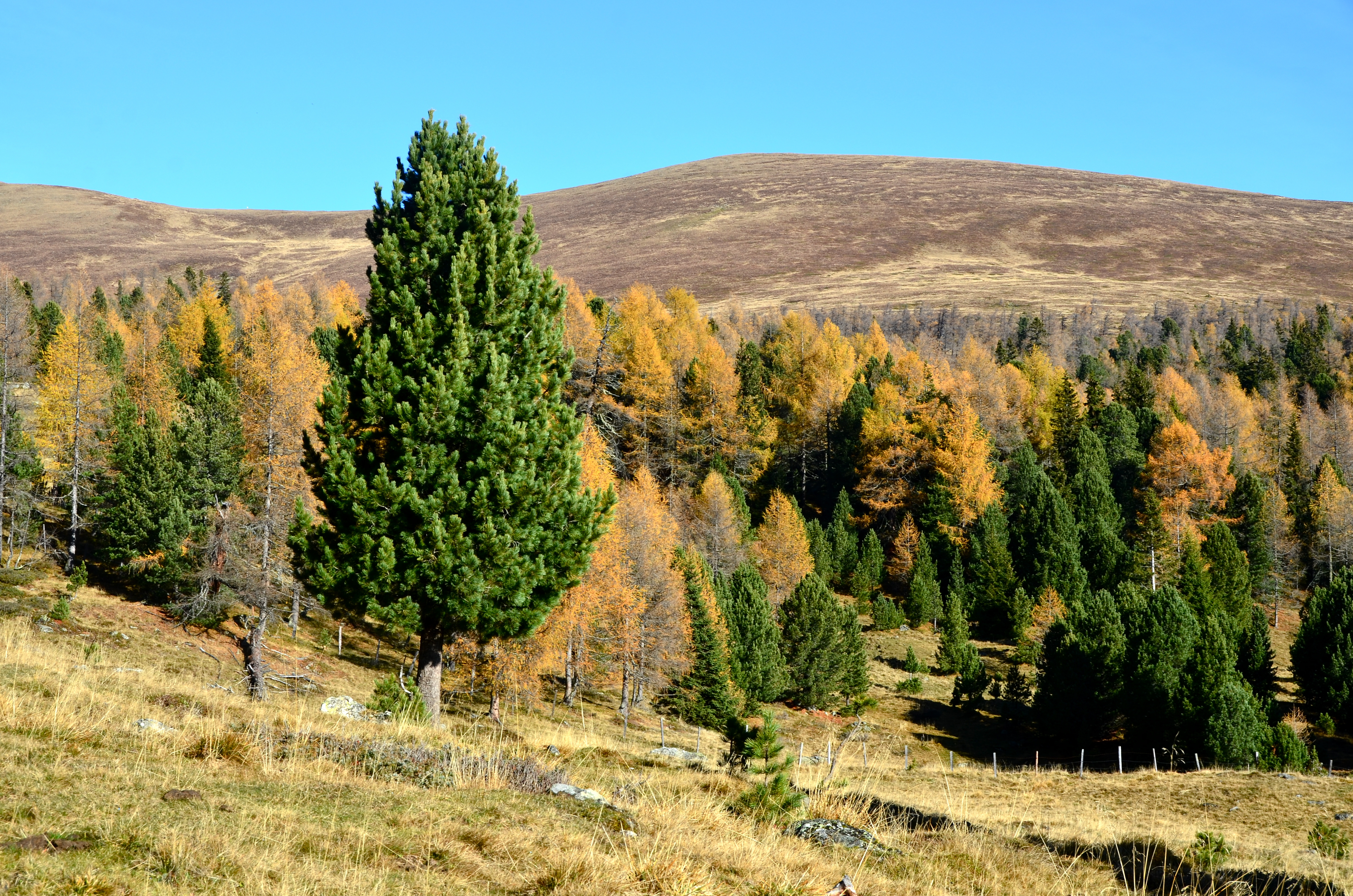 Albeck Seebachern Schafferalm Zirbelkiefern und Laerchen 01112013 045