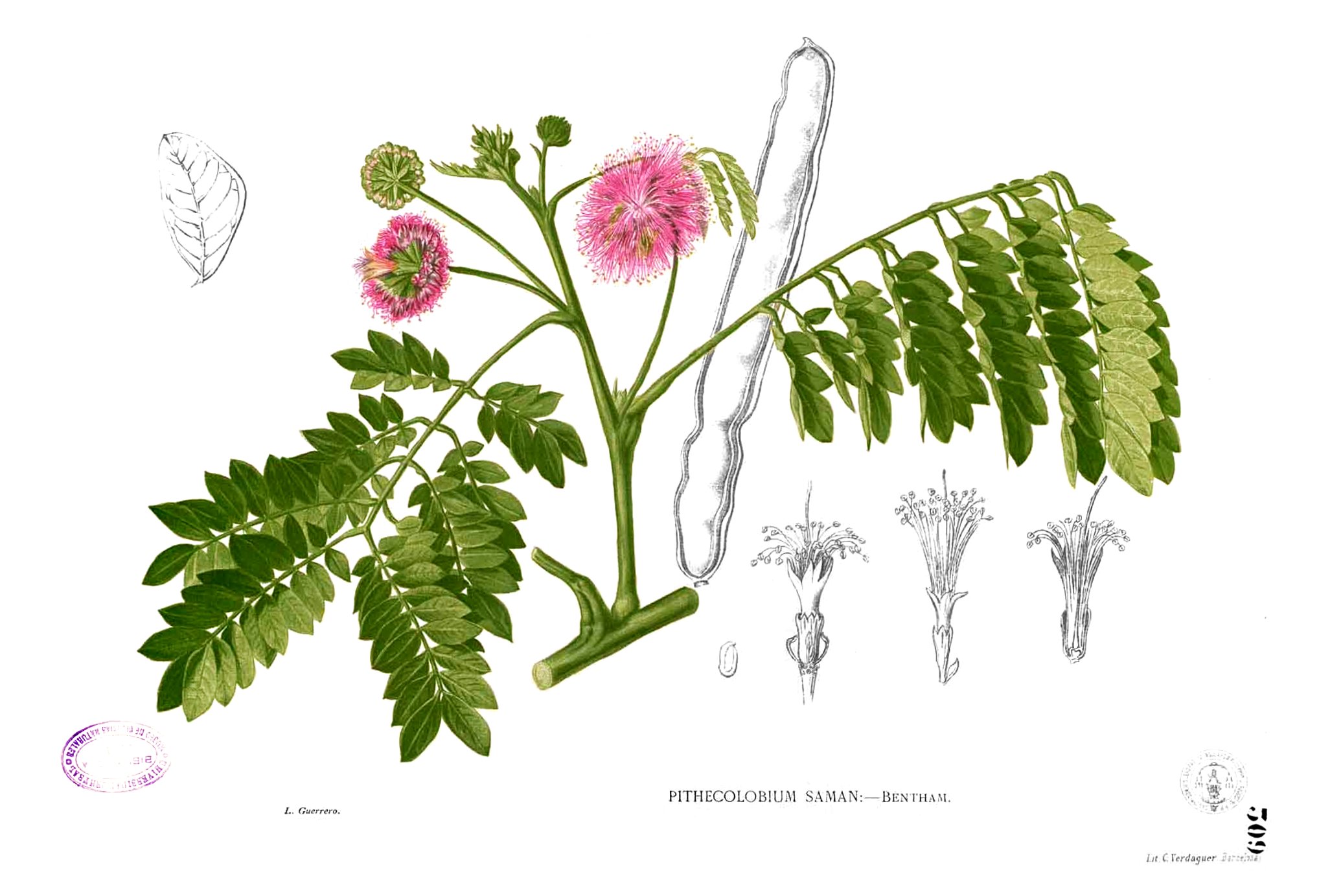 Albizia saman Blanco2.309