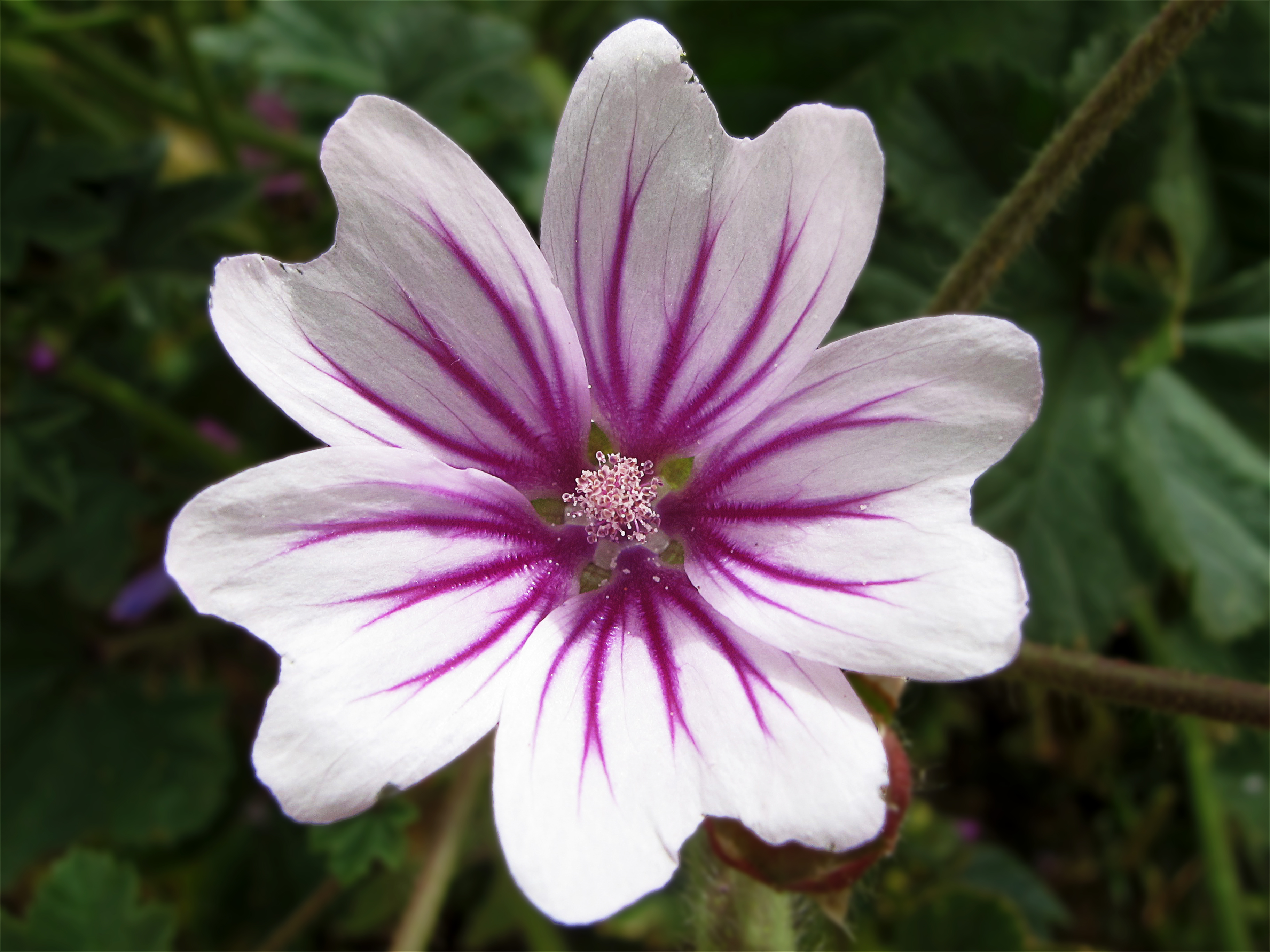 Alboheza (14613169844)