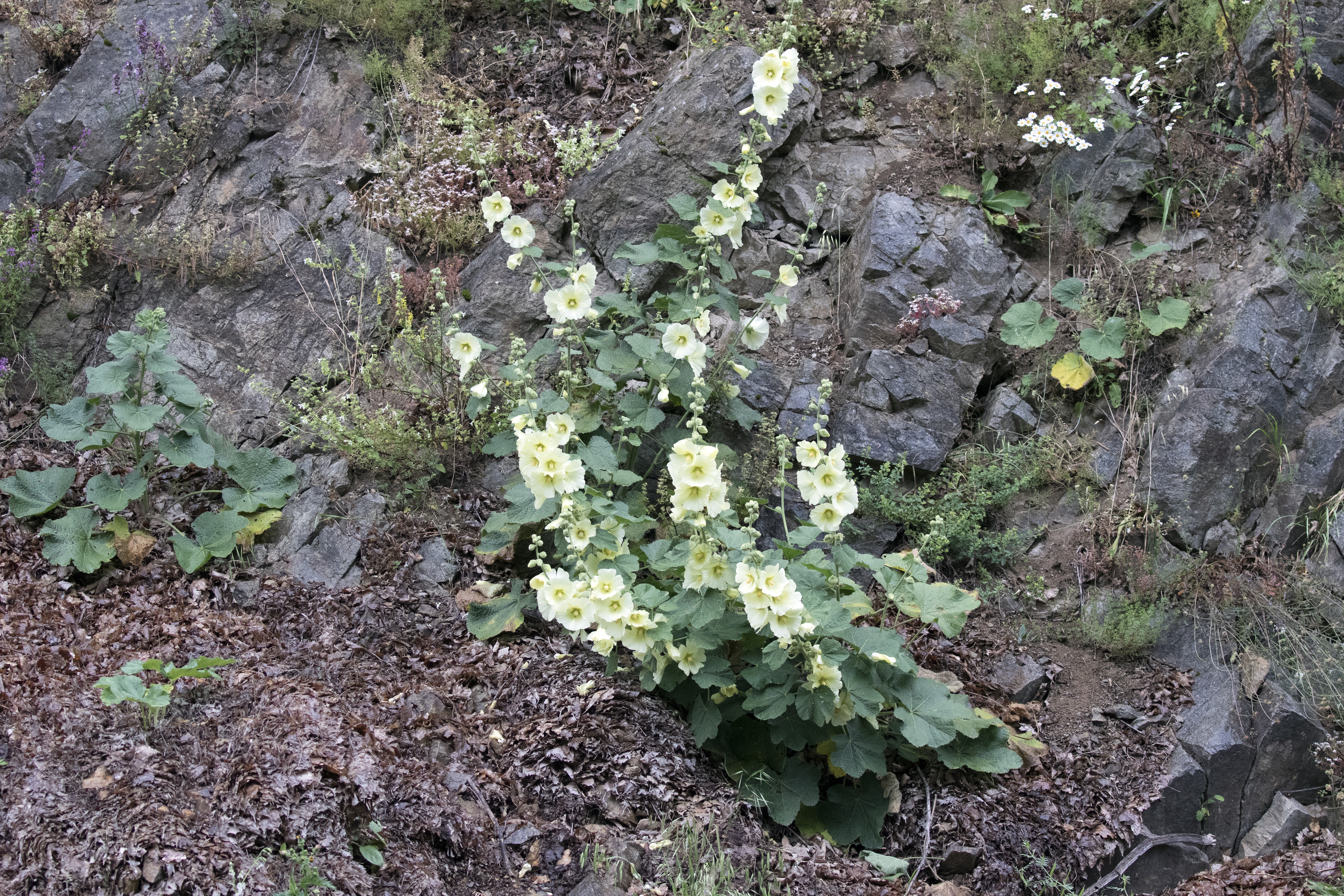 Alcea hohenackeri, Giresun 2017-07-07 01-7