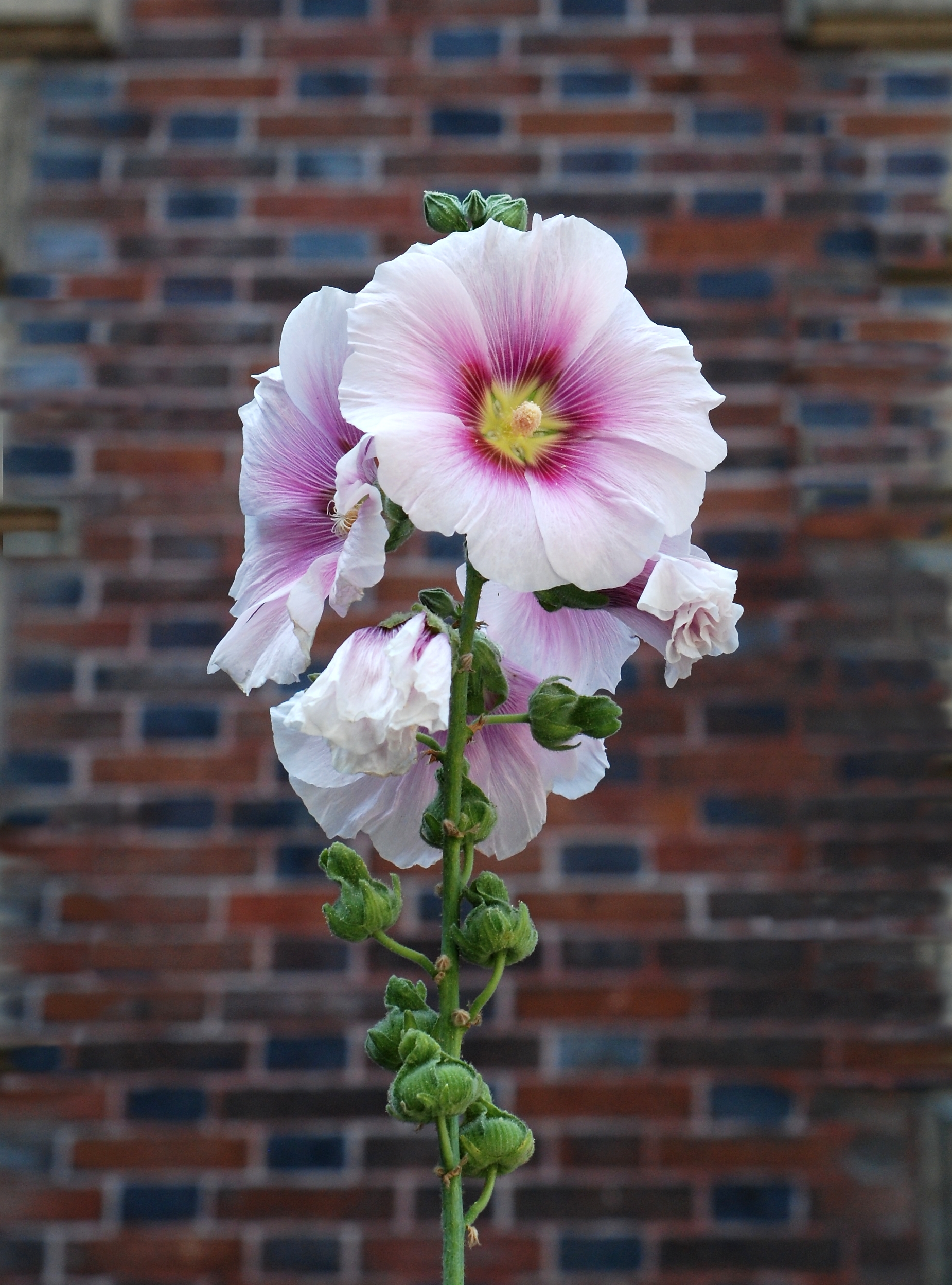 Alcea July 2011-1