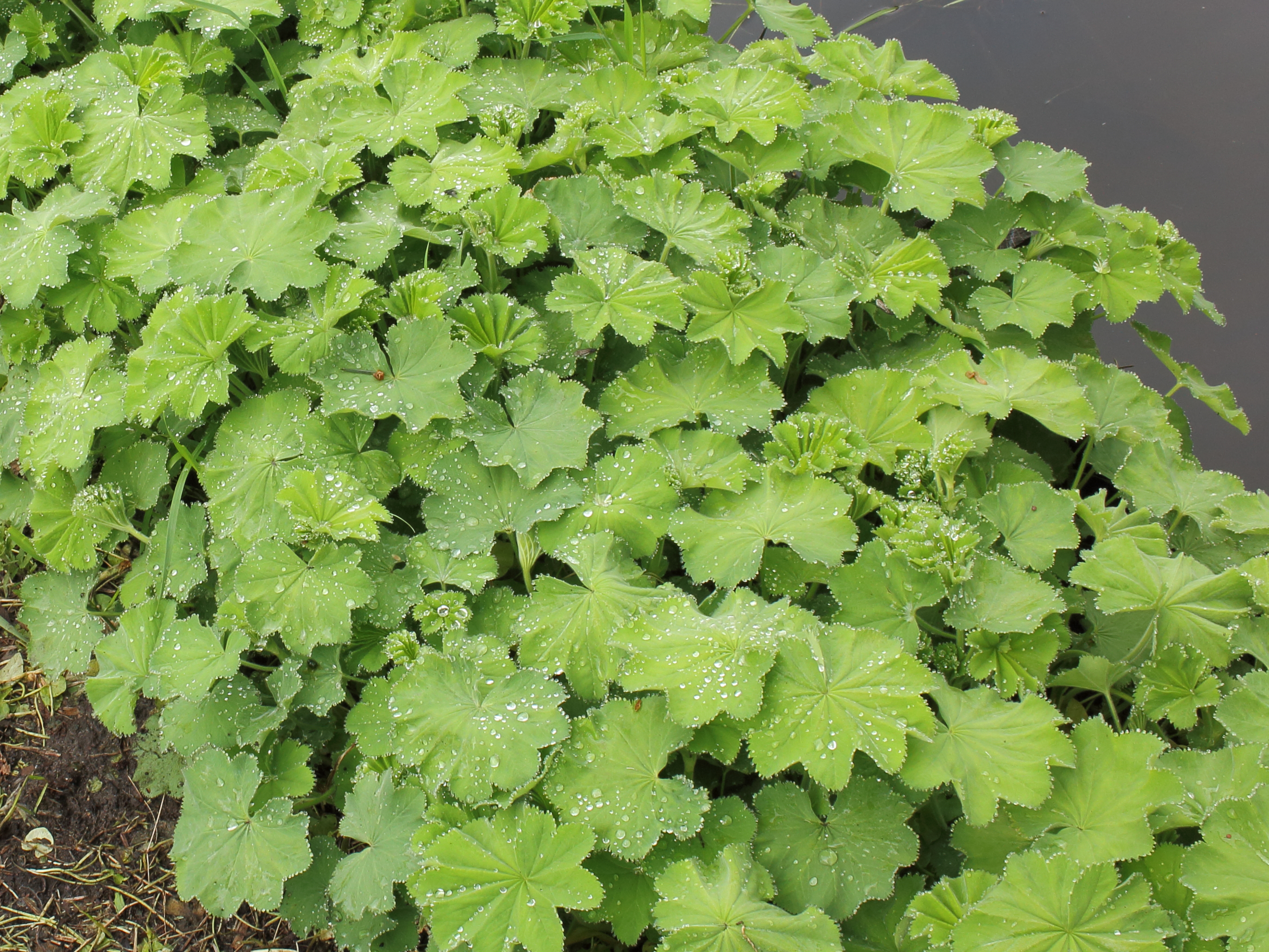 Alchemilla mollis 02