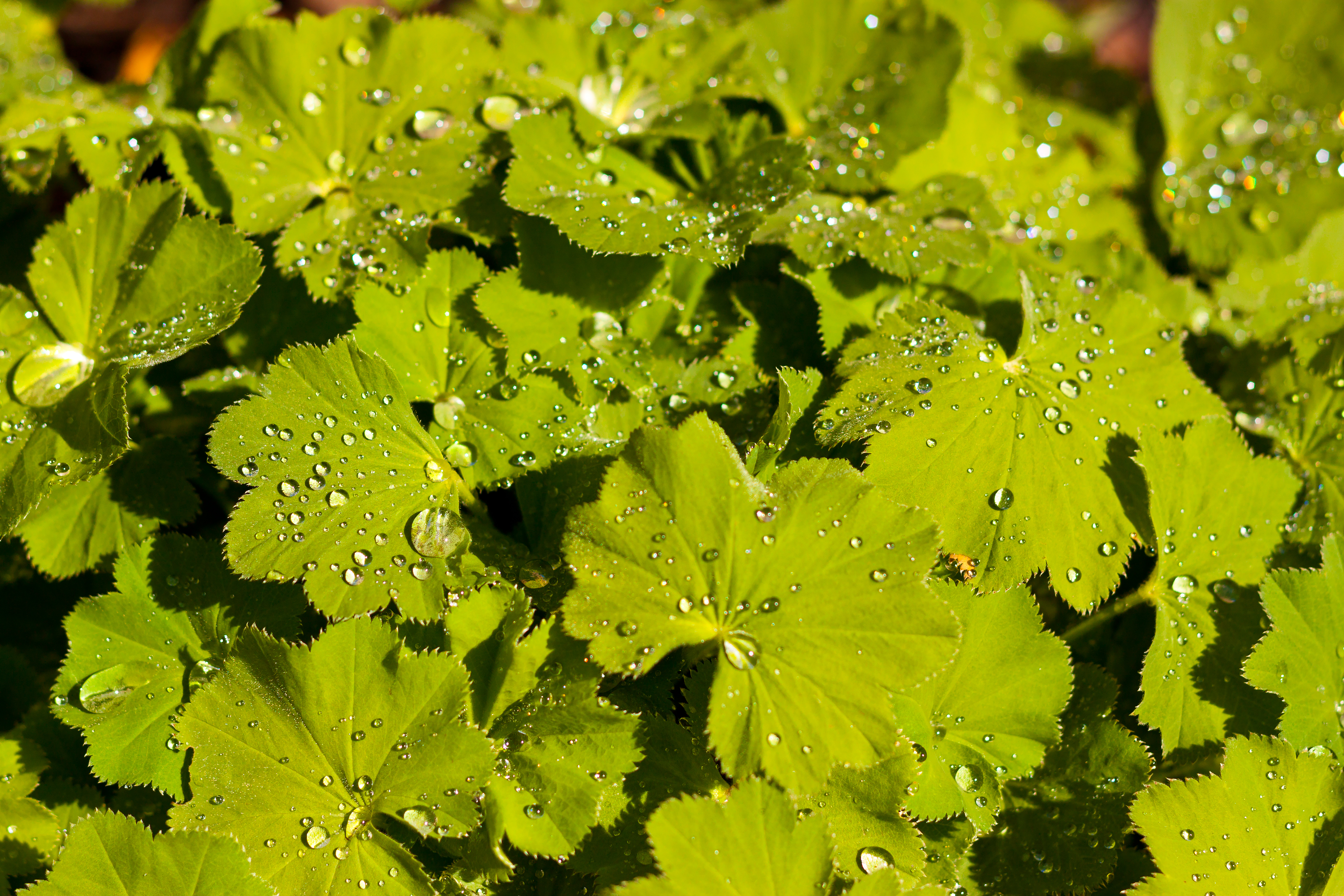 Alchemilla vulgaris with raindrops