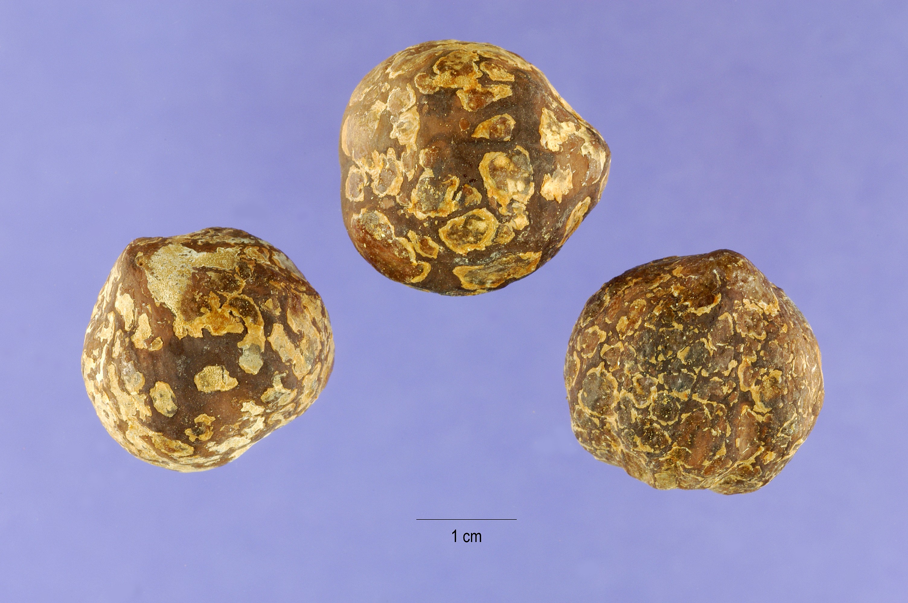 Aleurites moluccana seeds