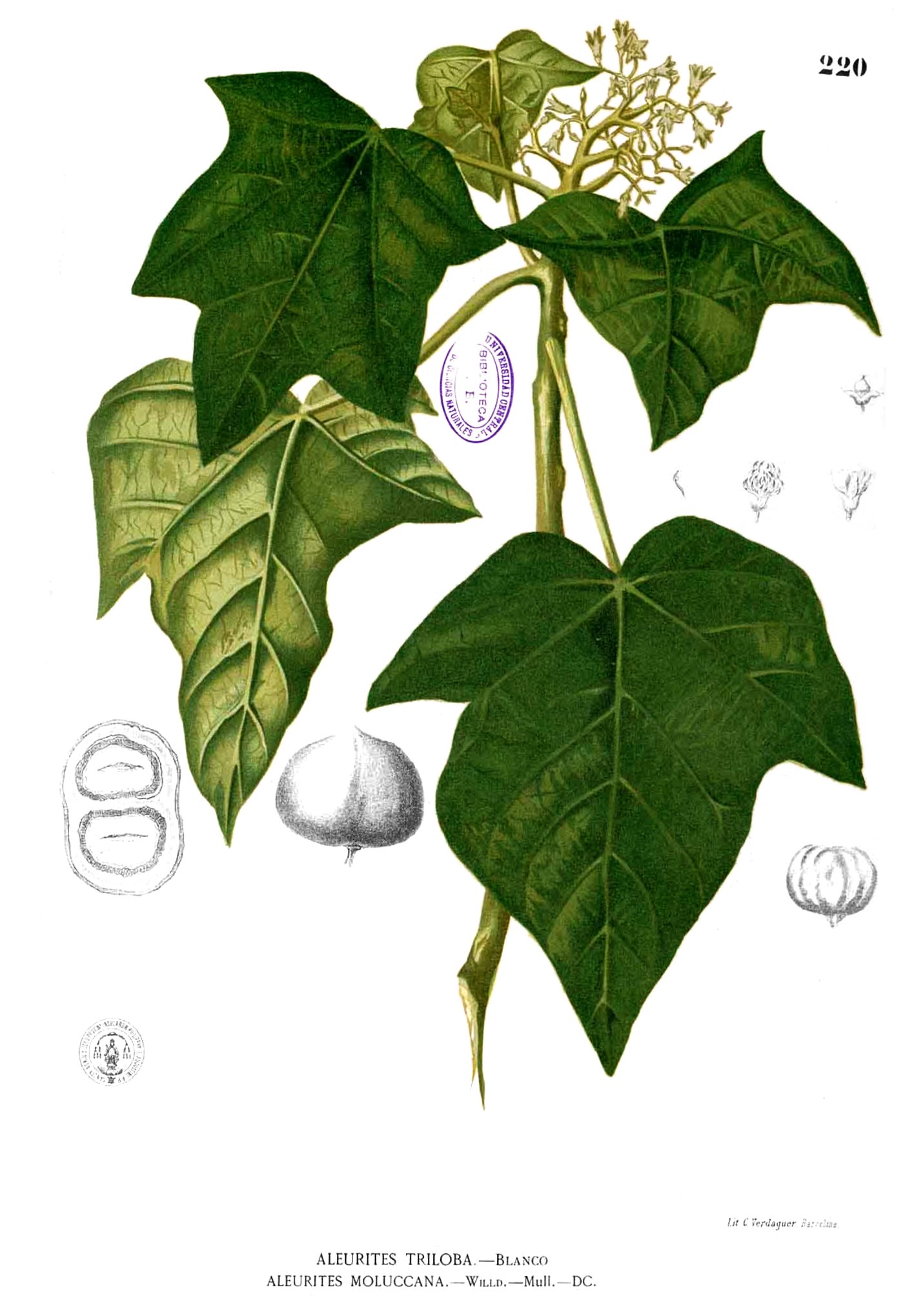 Aleurites moluccanus Blanco1.220