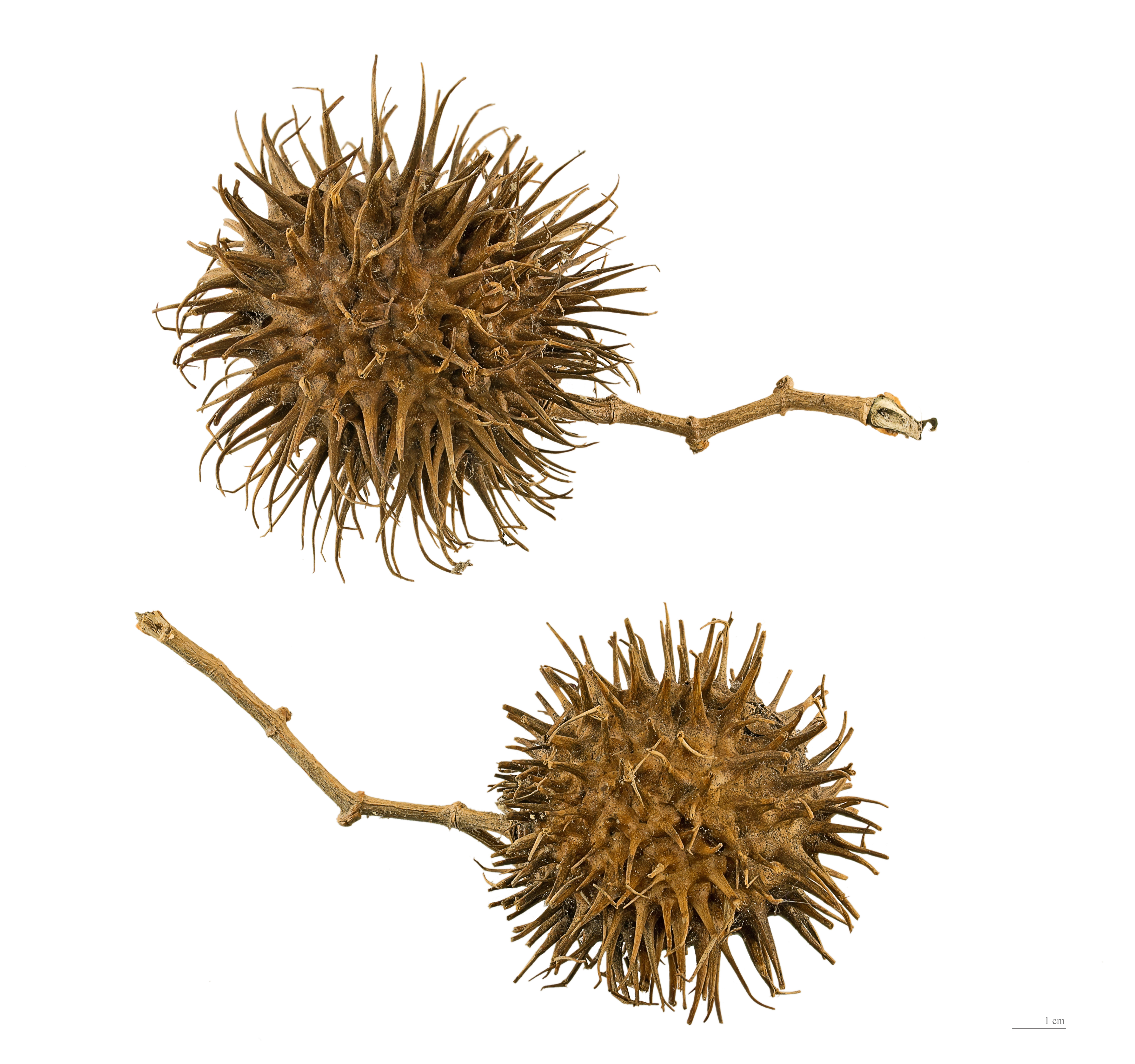 Allamanda cathartica MHNT