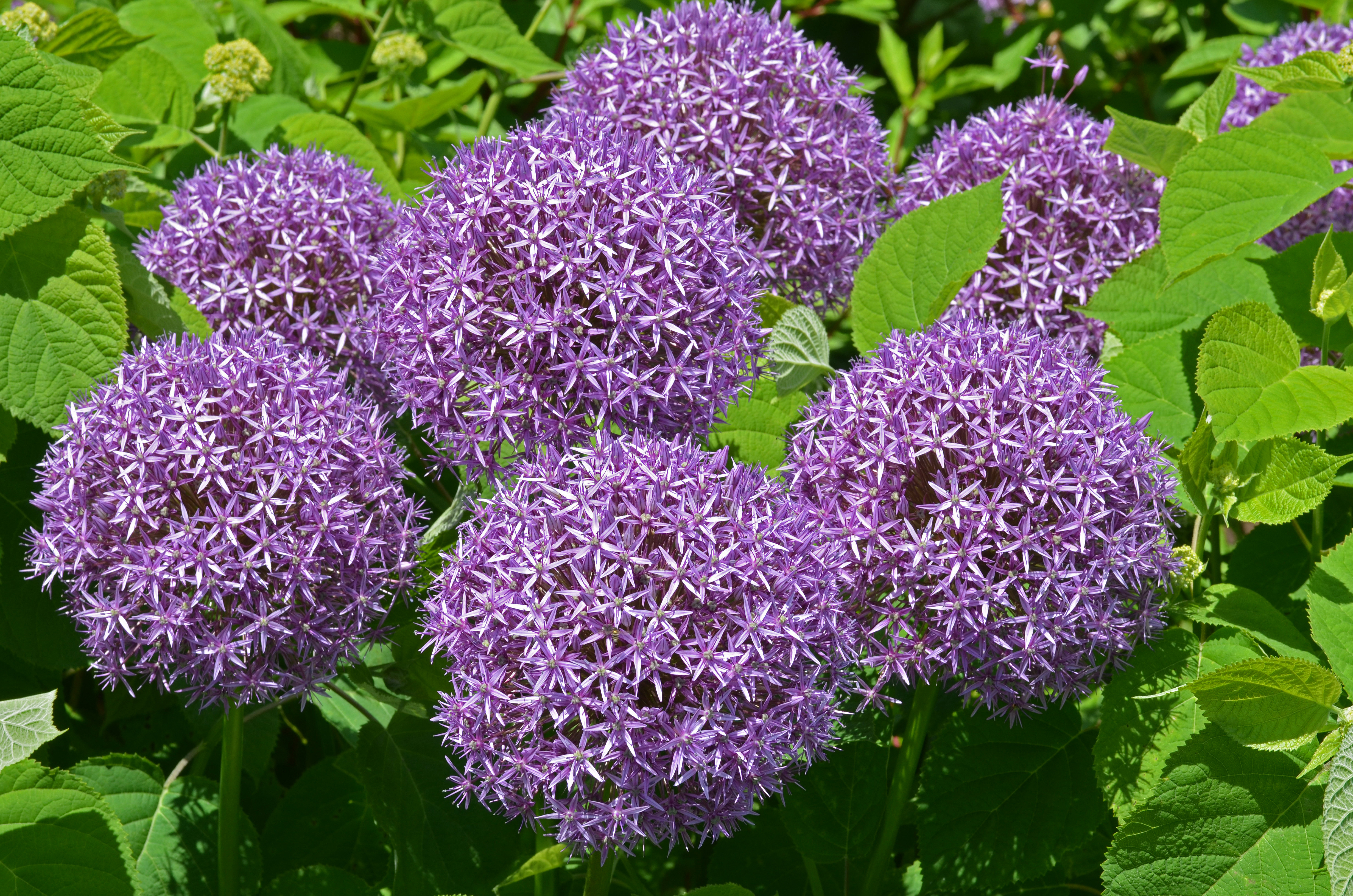 Allium 'Globemaster' Flowers
