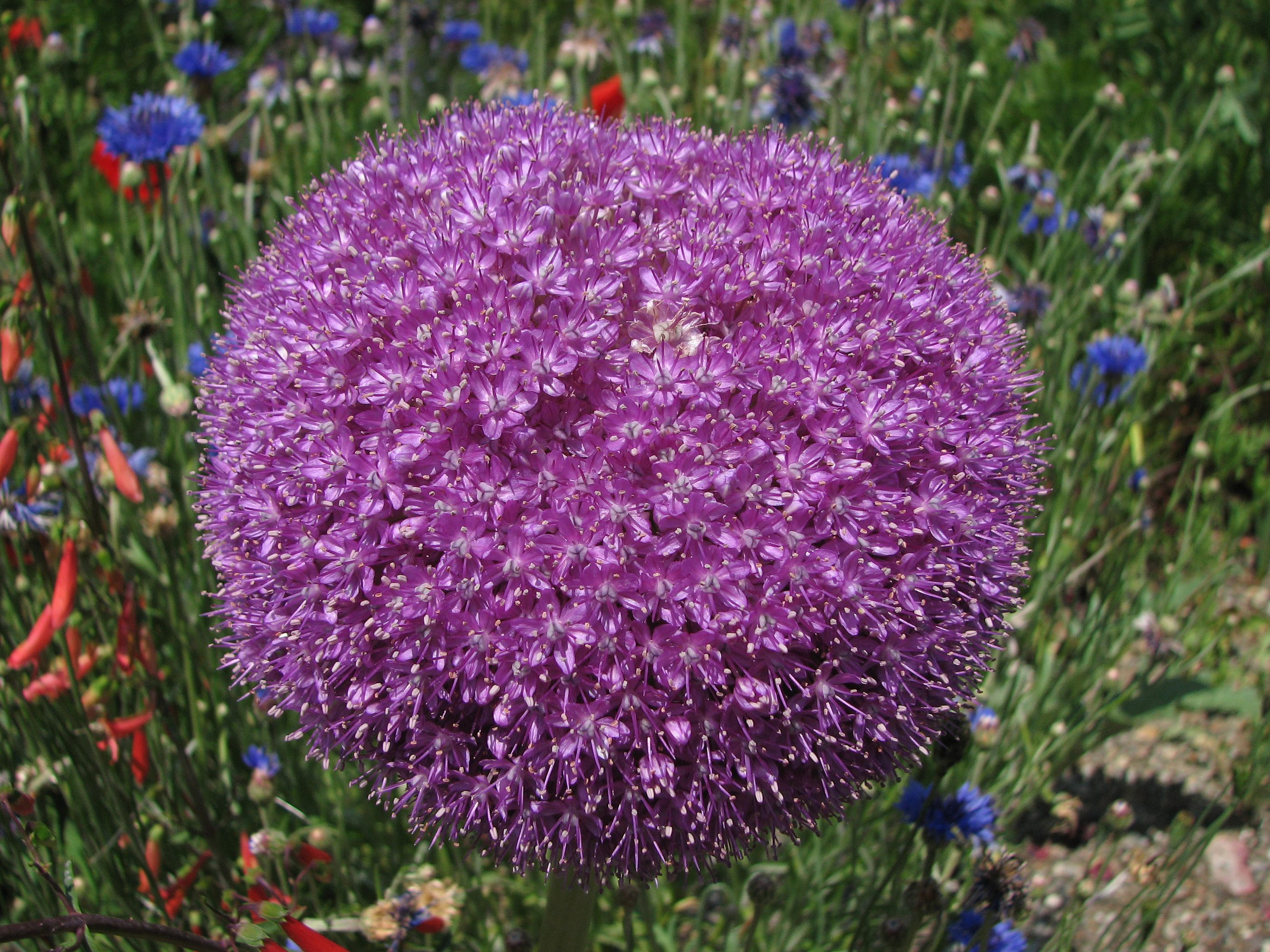 Allium 'Lucy Ball' Purple Flower Head 2816px