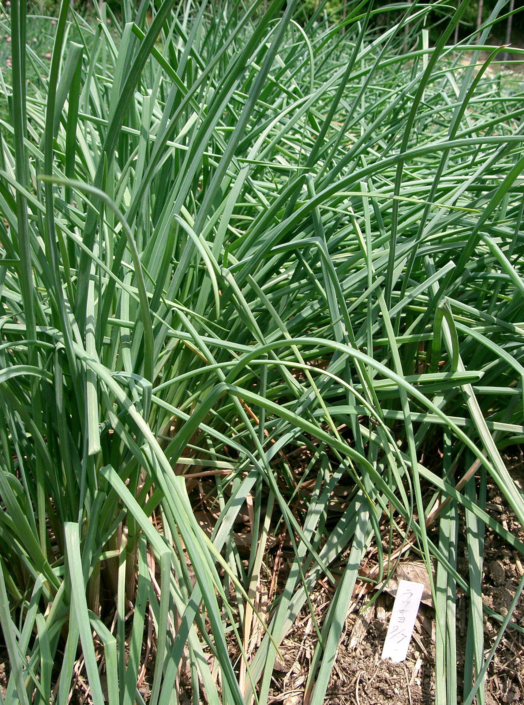Allium chinense1
