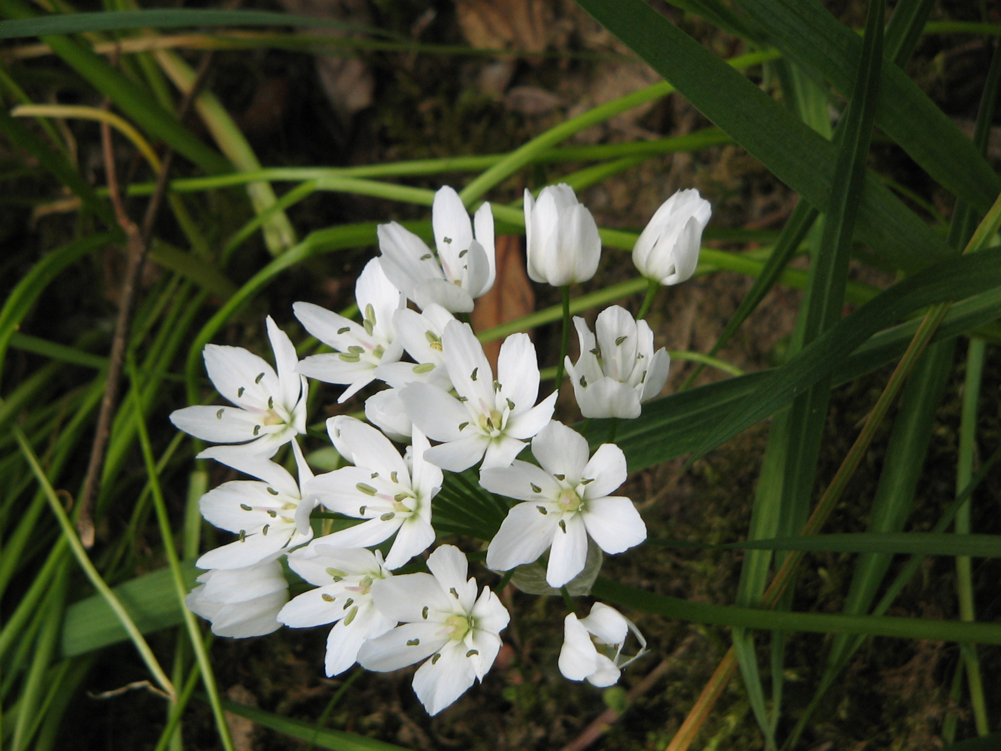 Allium neapolitanum02