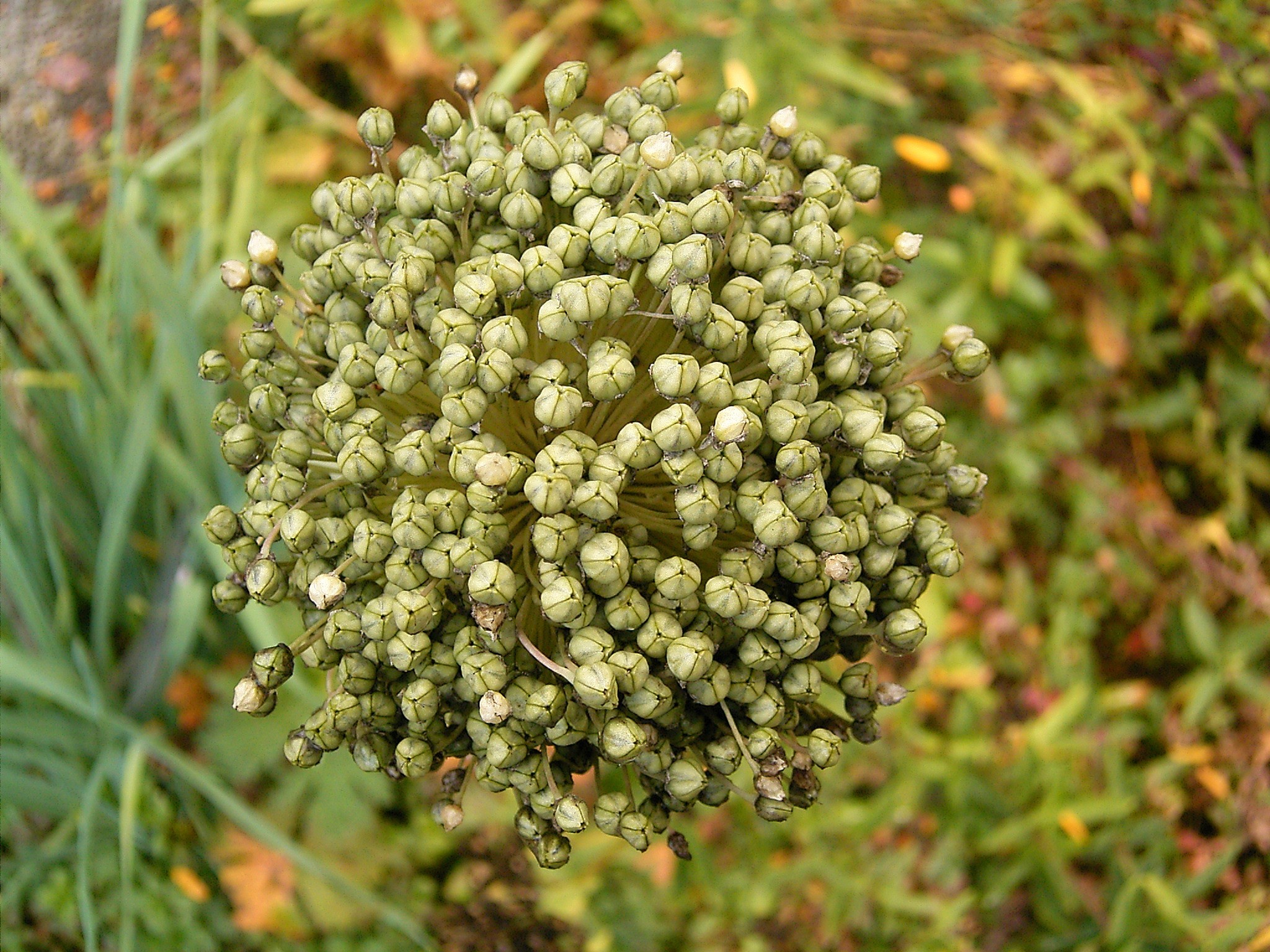 Allium porrum 01 ies
