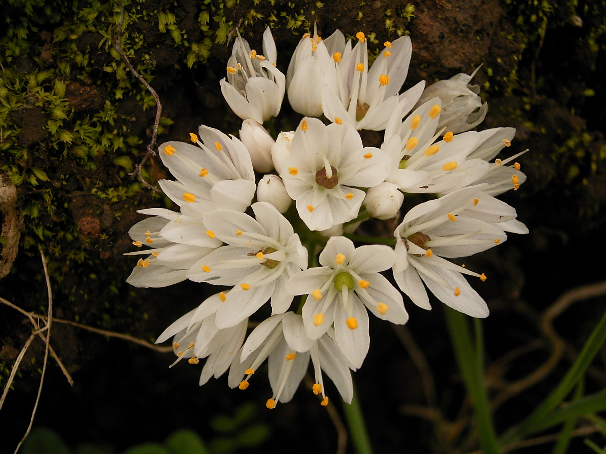 Allium roseum (Barlovento) 02
