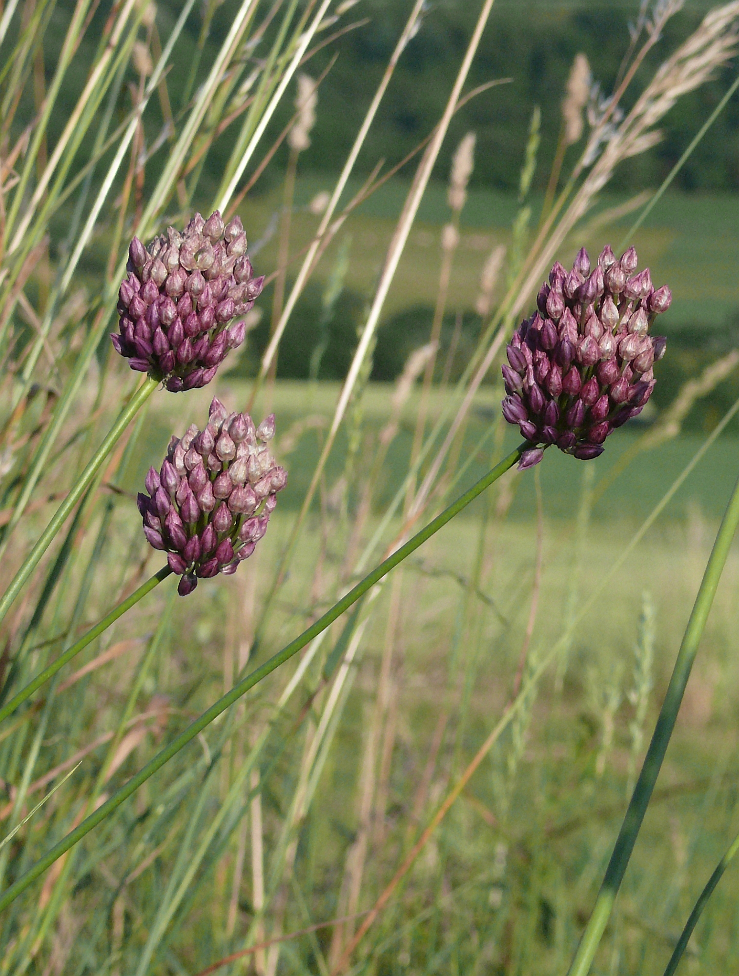 Allium rotundum 290608a