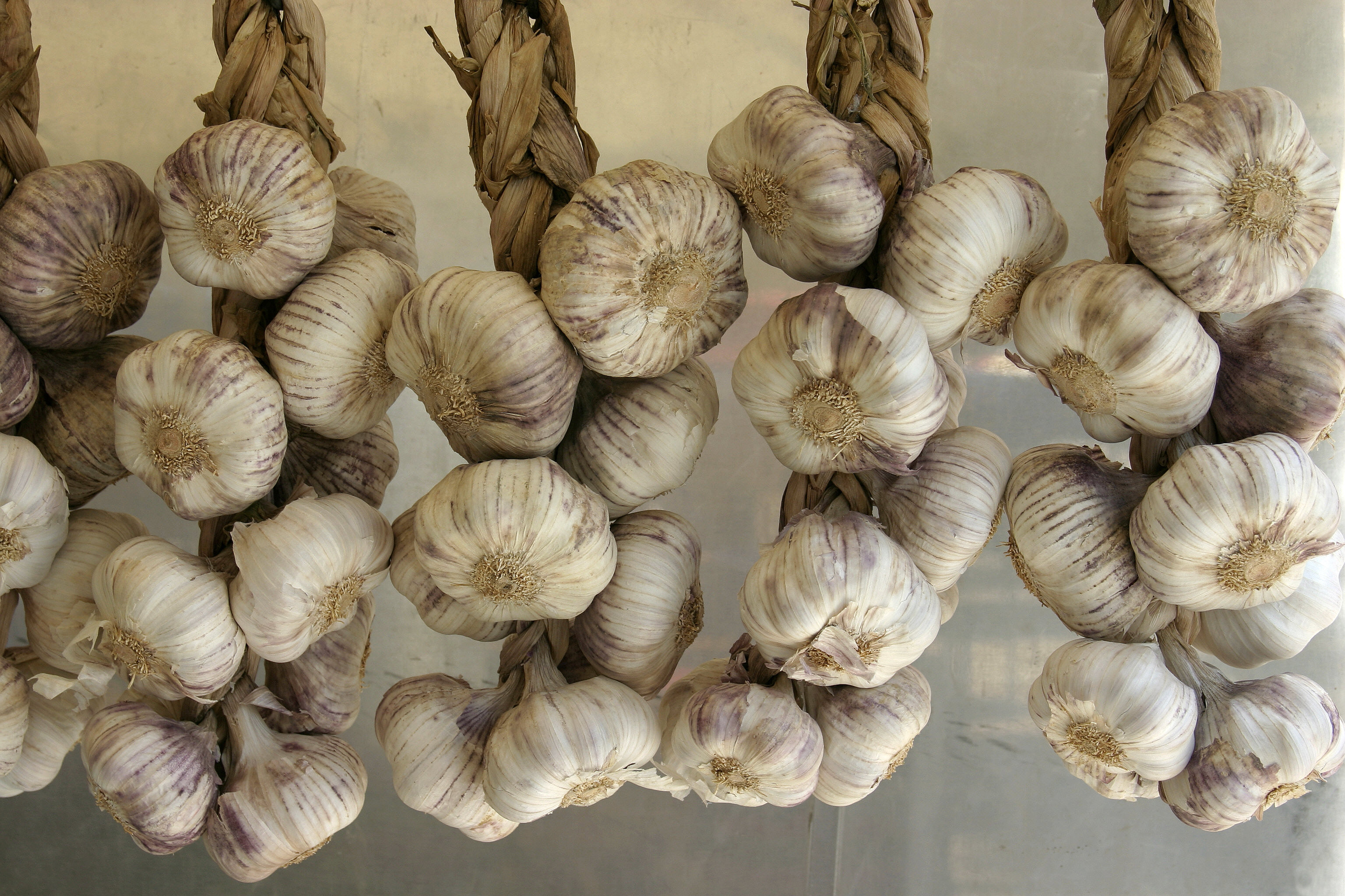 Allium sativum - Garlic - 01