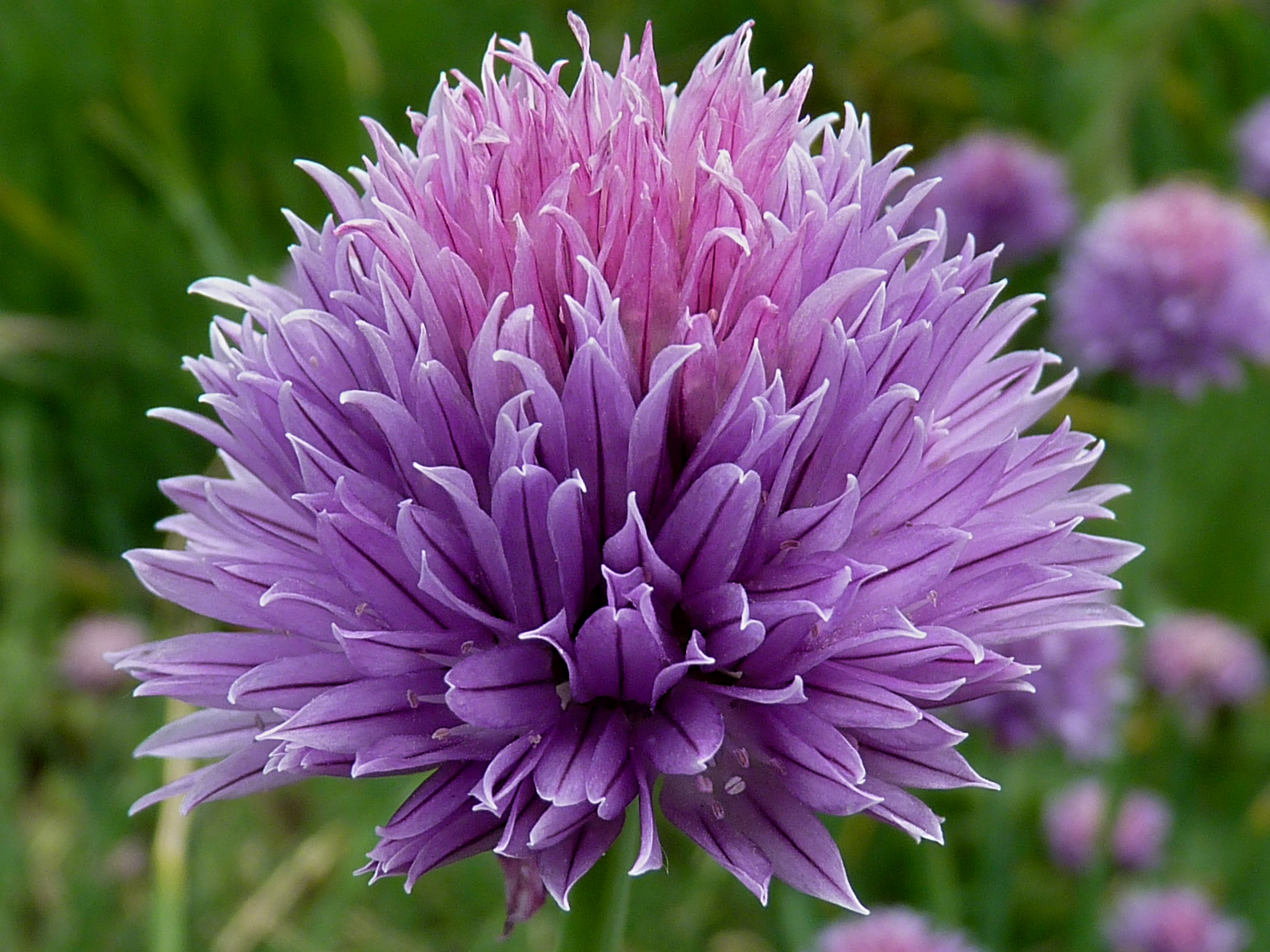 Allium schoenoprasum J1