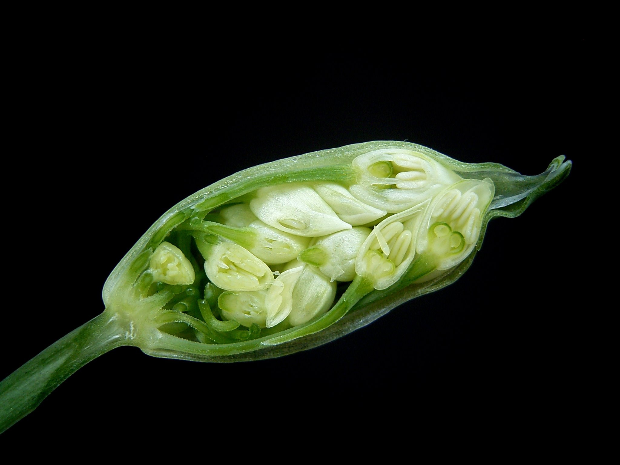 Allium ursinum 09 ies